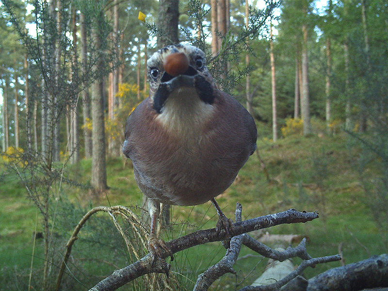 naturementoring3.jpg