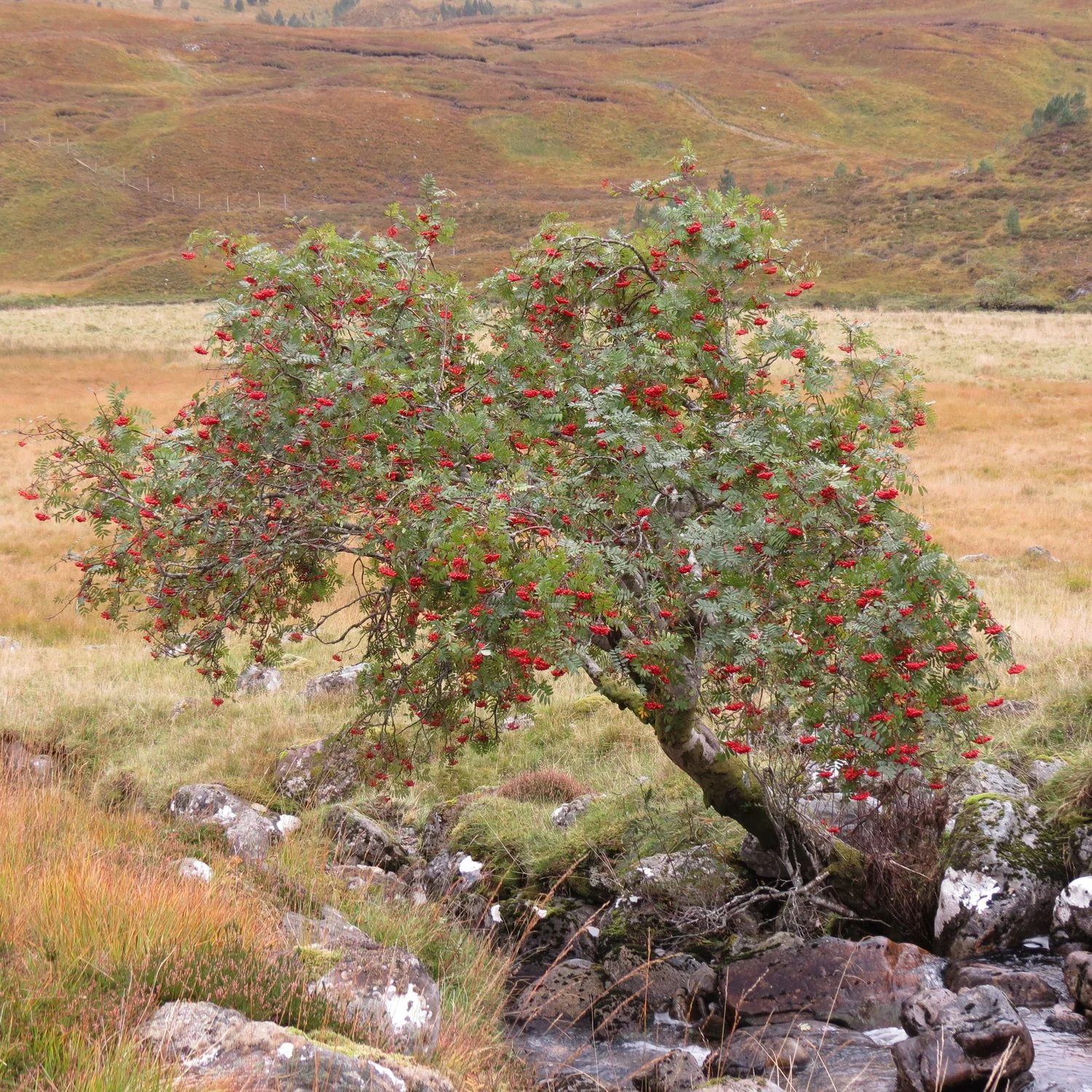 Tremendous Trees - Summer Tree ID