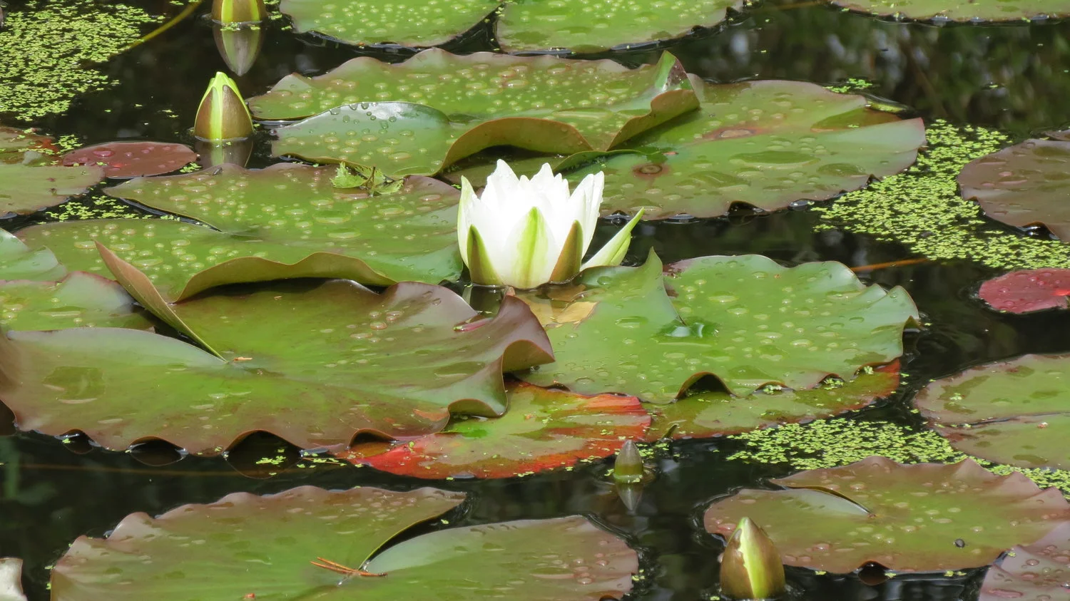 Rewild Yourself! Everyday Nature Connection