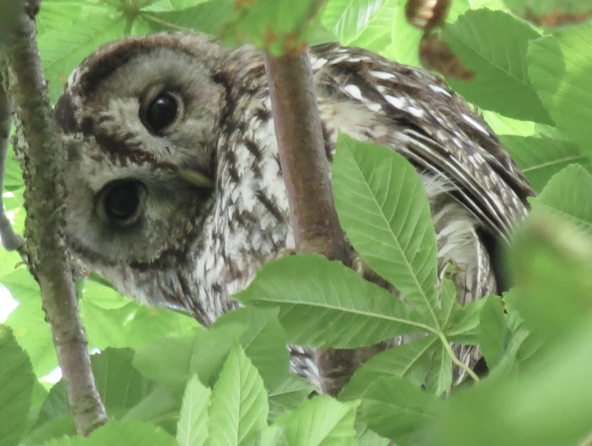 Wildlife Tracking and Bird Language