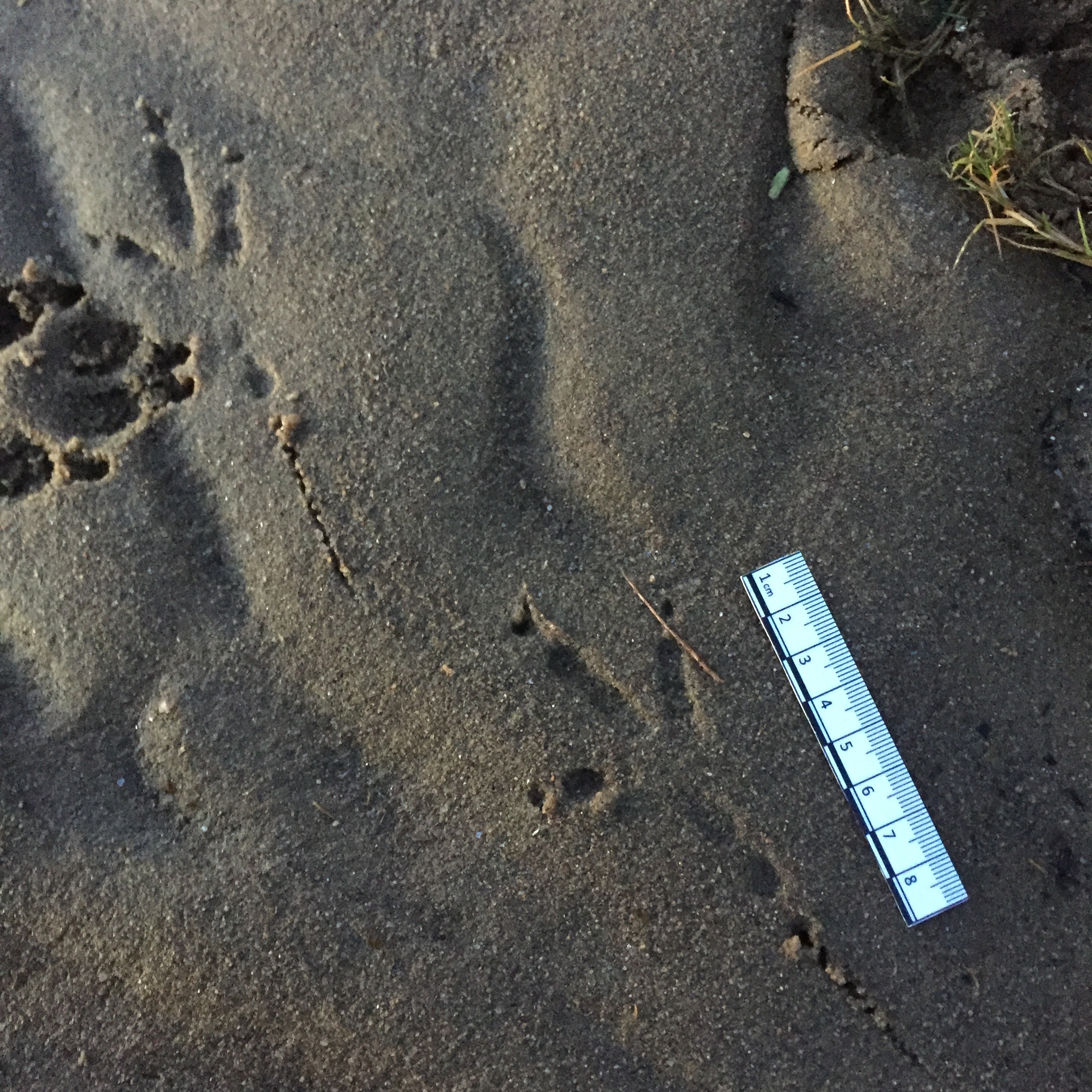 Tracking: 1 Day intensive