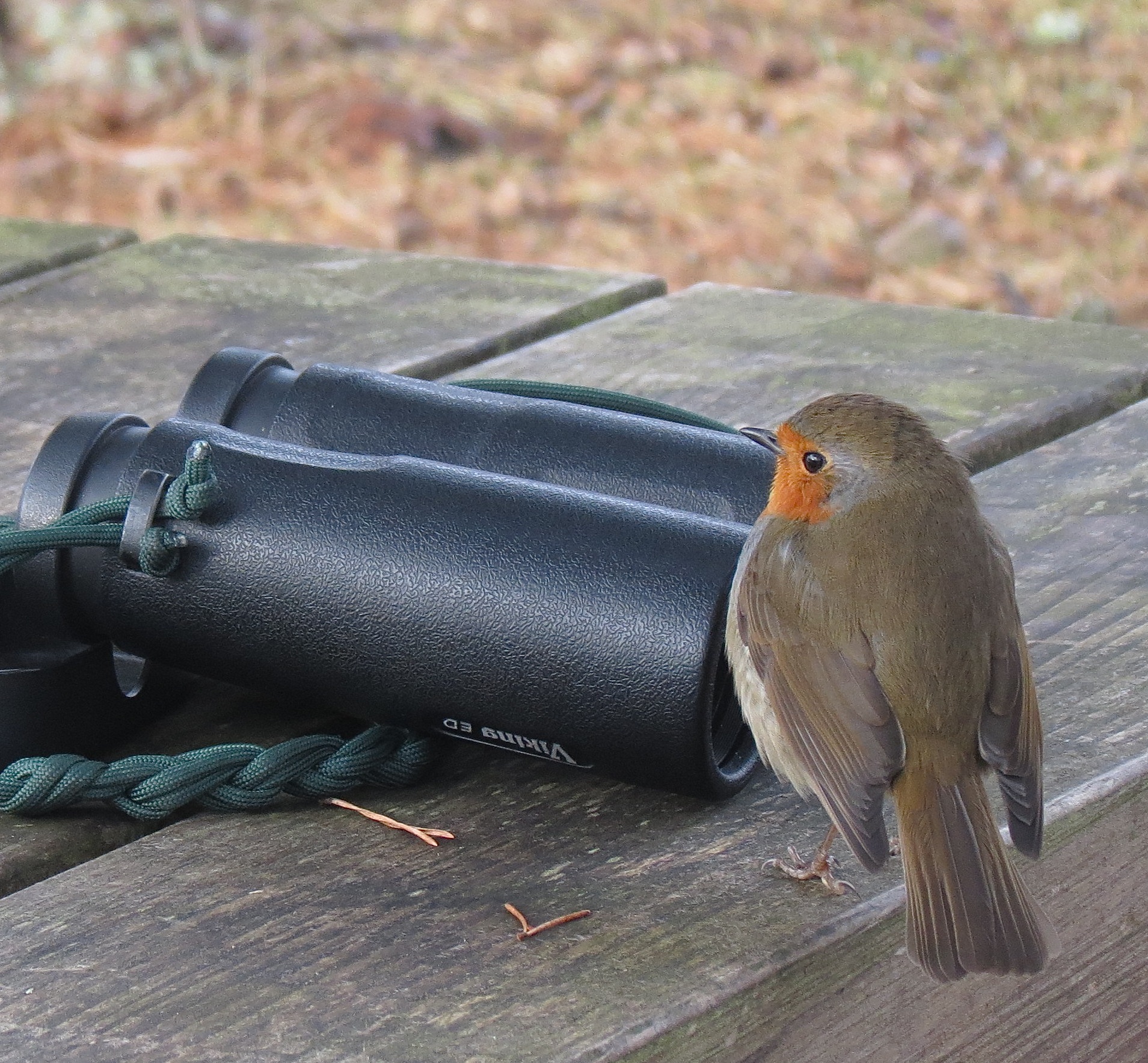 Interpreting Bird Language with Scottish Countryside Rangers' Association