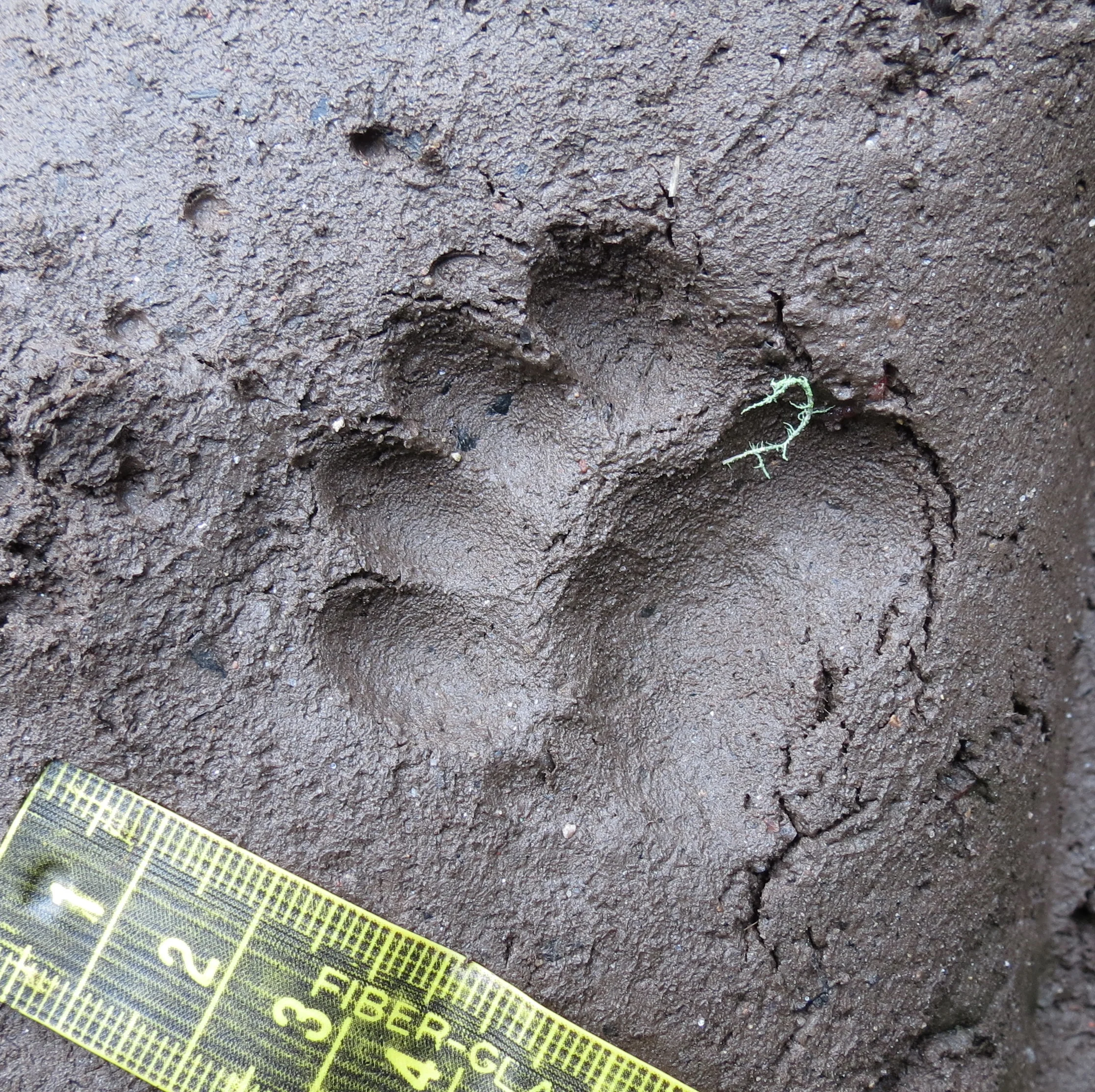 Tracking and Nature Awareness