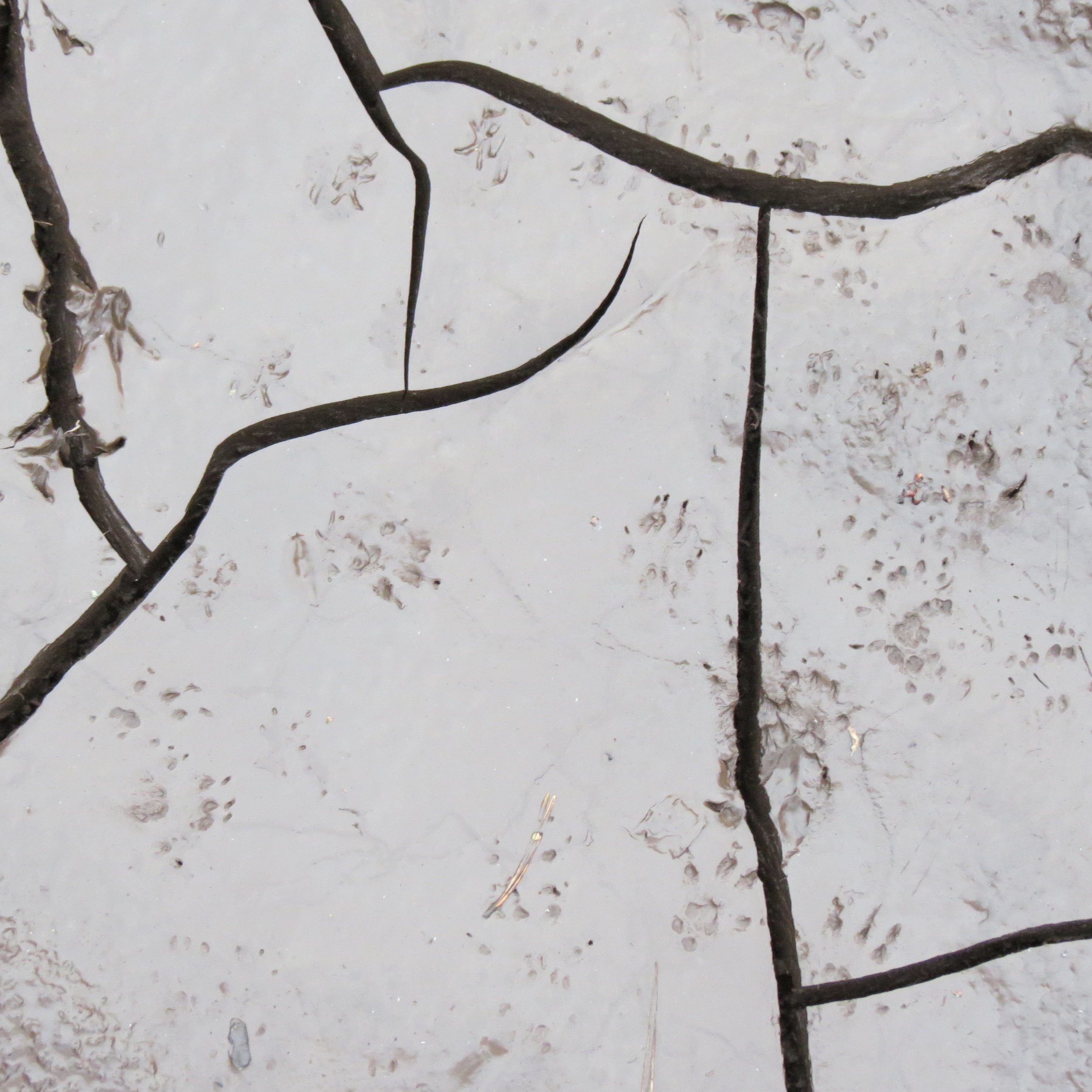 Edinburgh Science Festival - Tracks and Signs Workshop