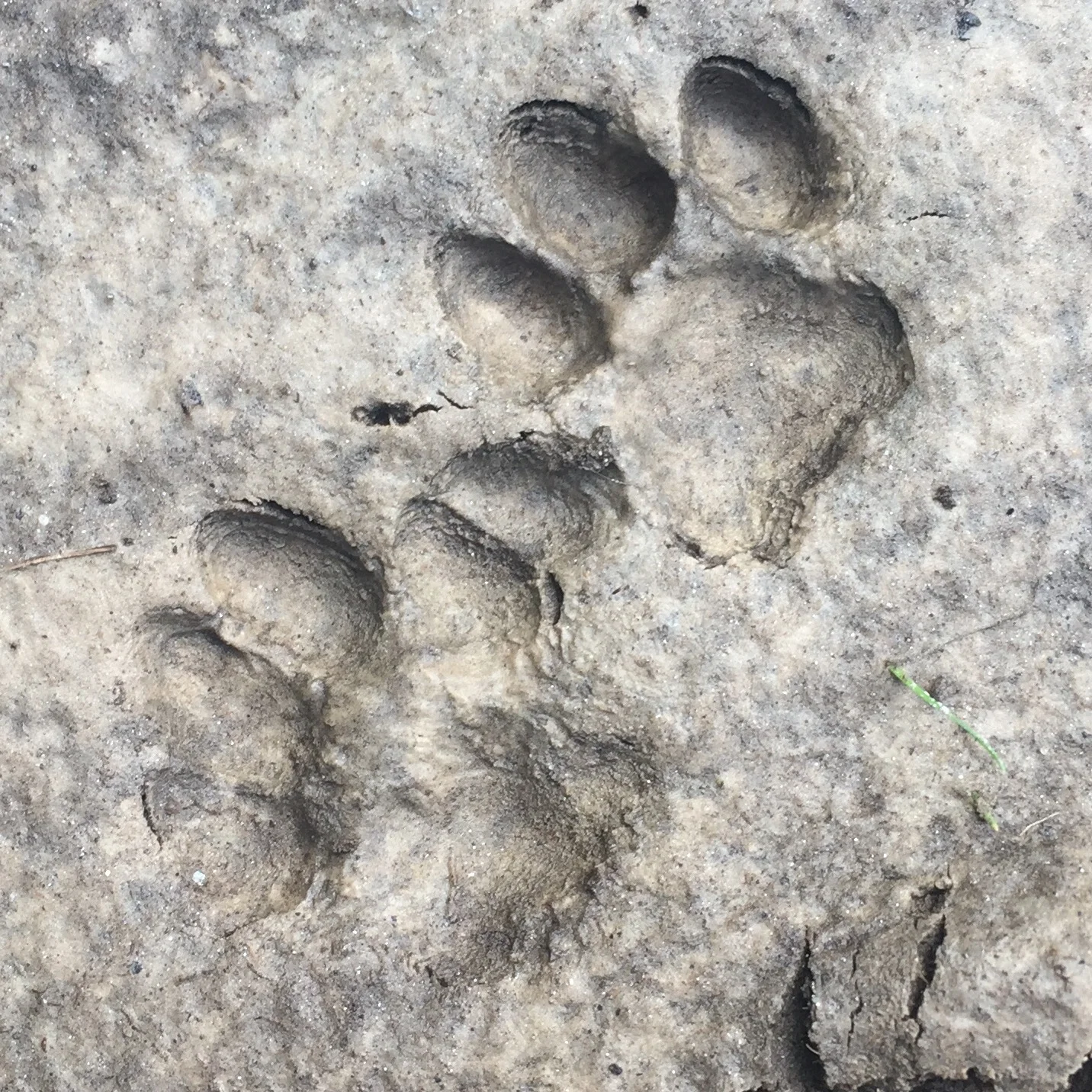 Wildlife Tracking - Aigas Field Centre