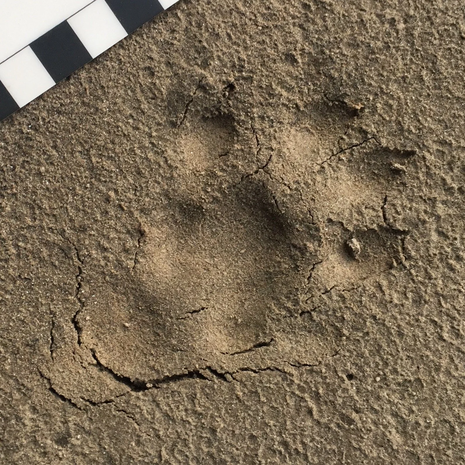 Seashore Nature Detectives - Edinburgh Science Festival