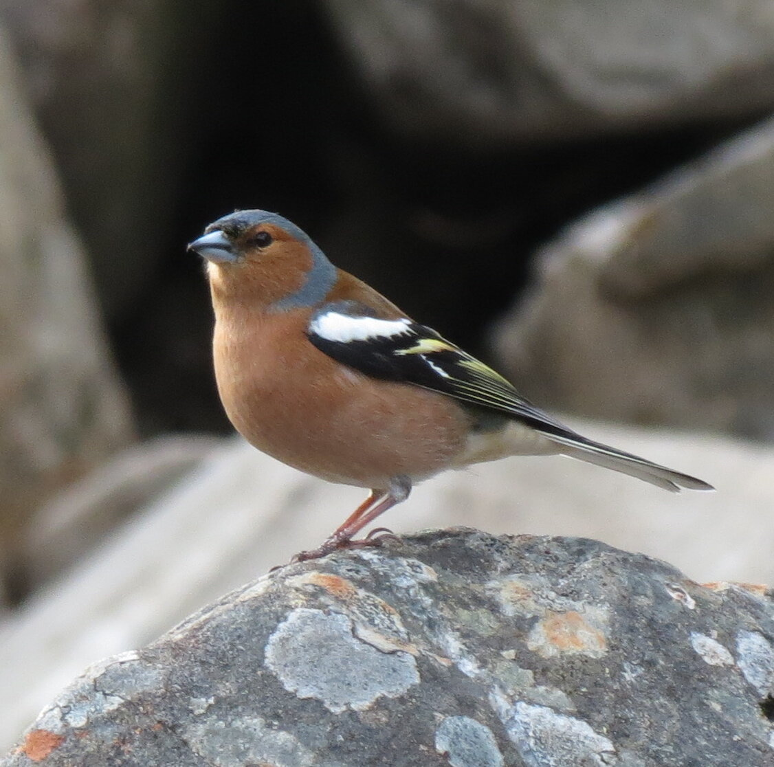 Introduction to Birdsong Webinar 