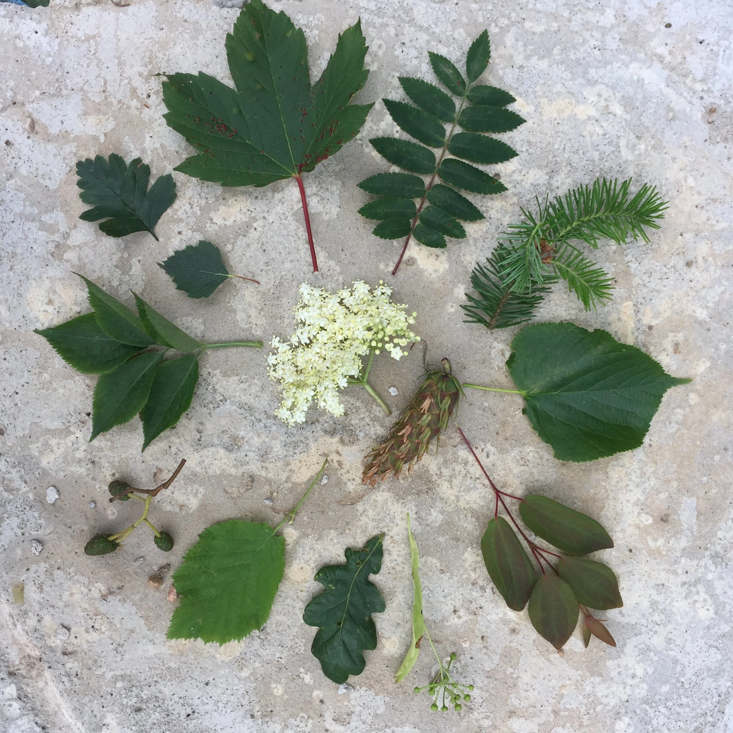 Summer Tree ID Webinar with University of the Highlands &amp; Islands 