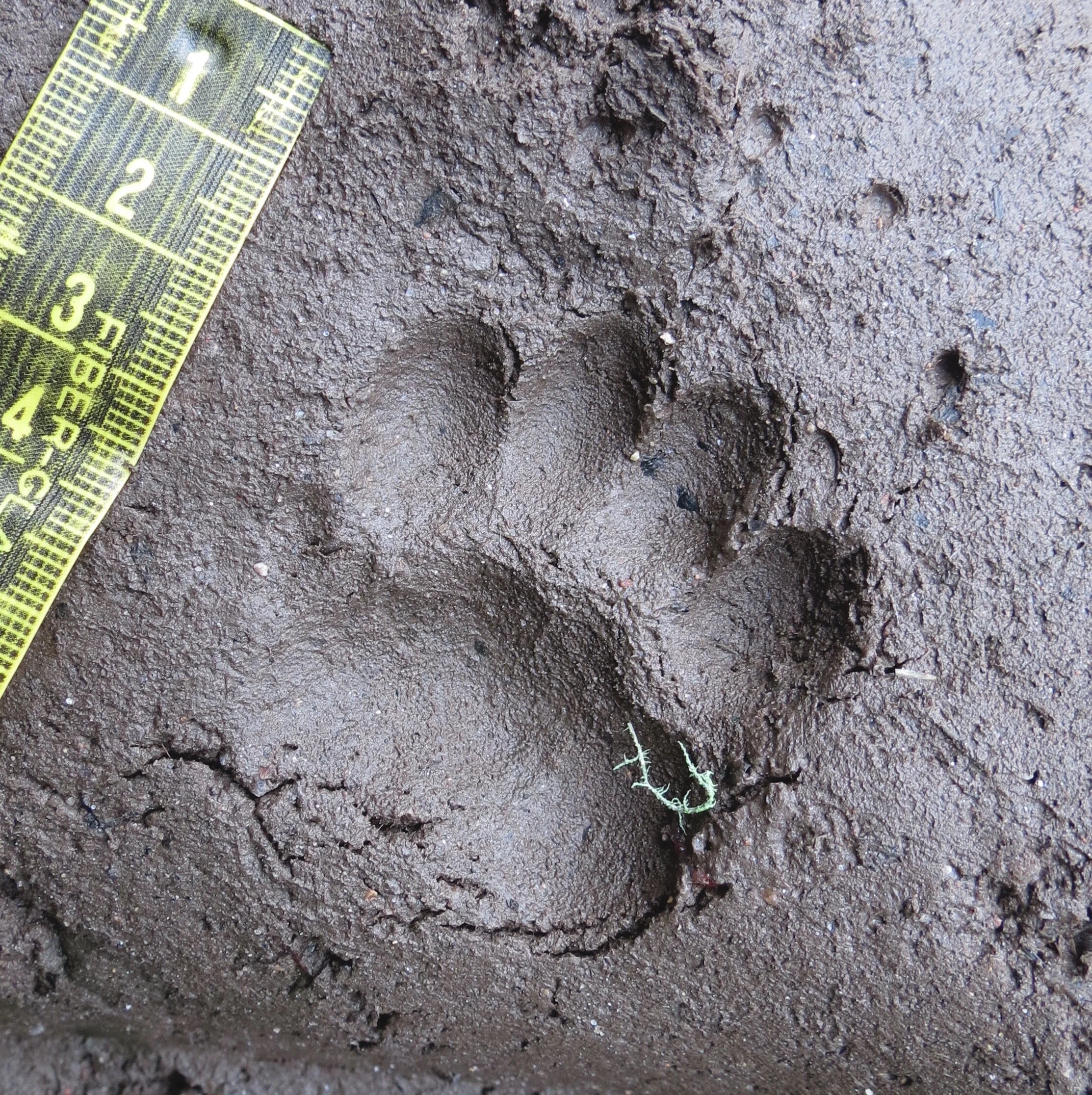 Animal Tracks and Signs Webinar with University of the Highlands and Islands