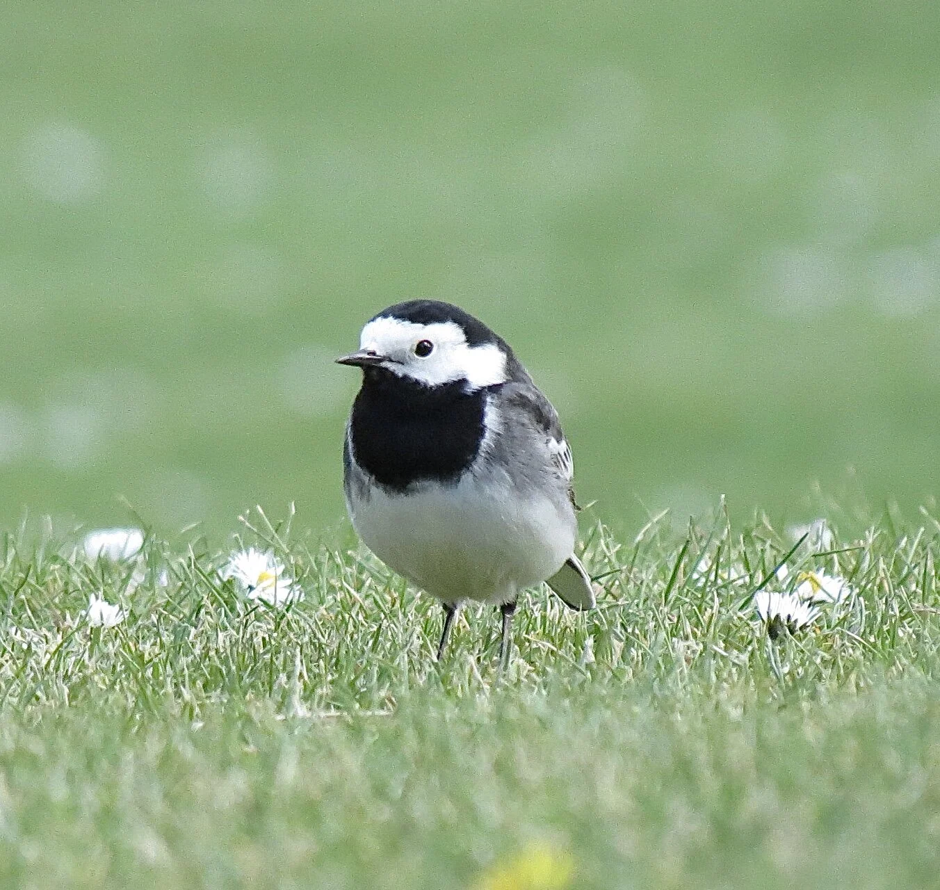 Midsummer Virtual Nature Walk and Q&A