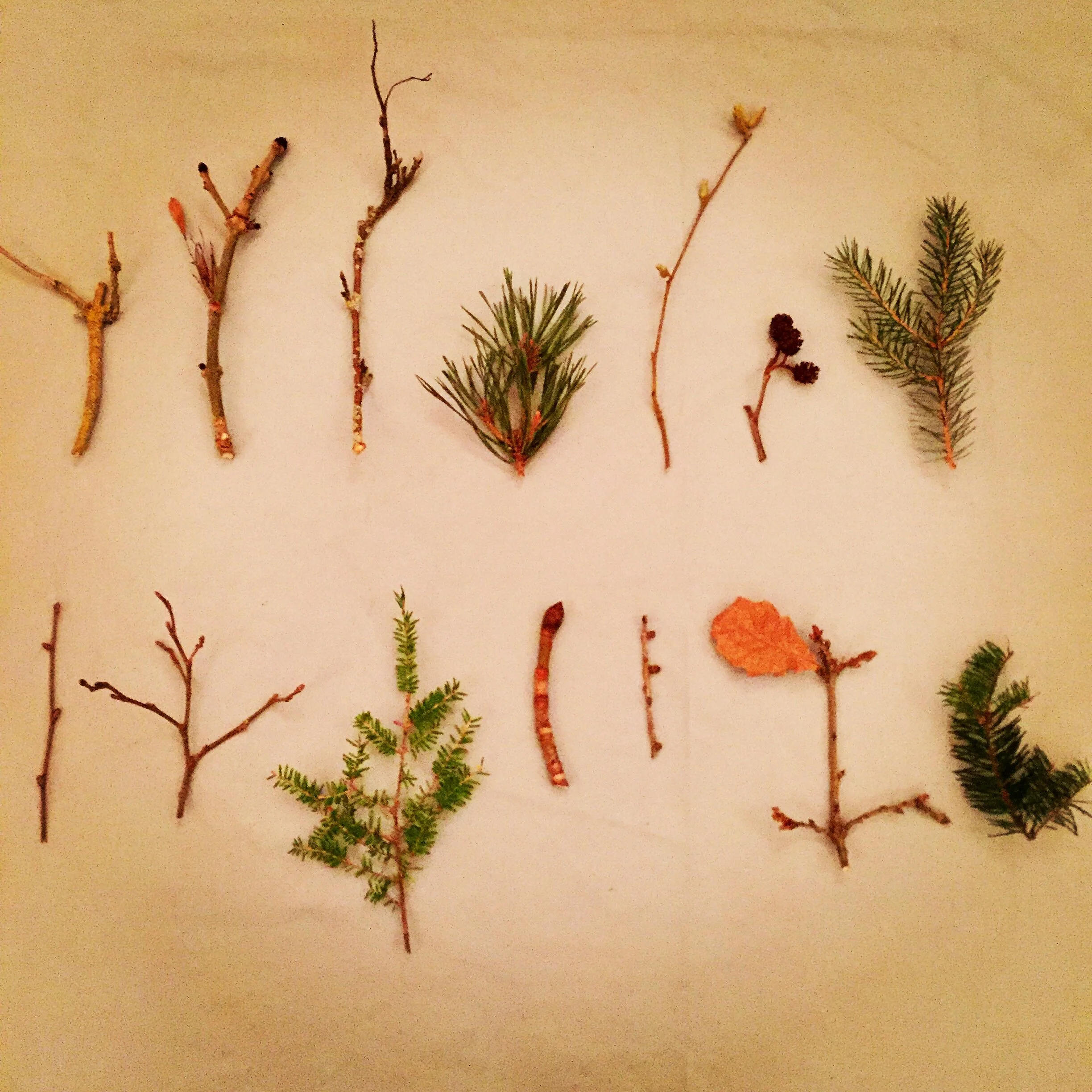 Winter Tree ID Webinar - University of the Highlands & Islands