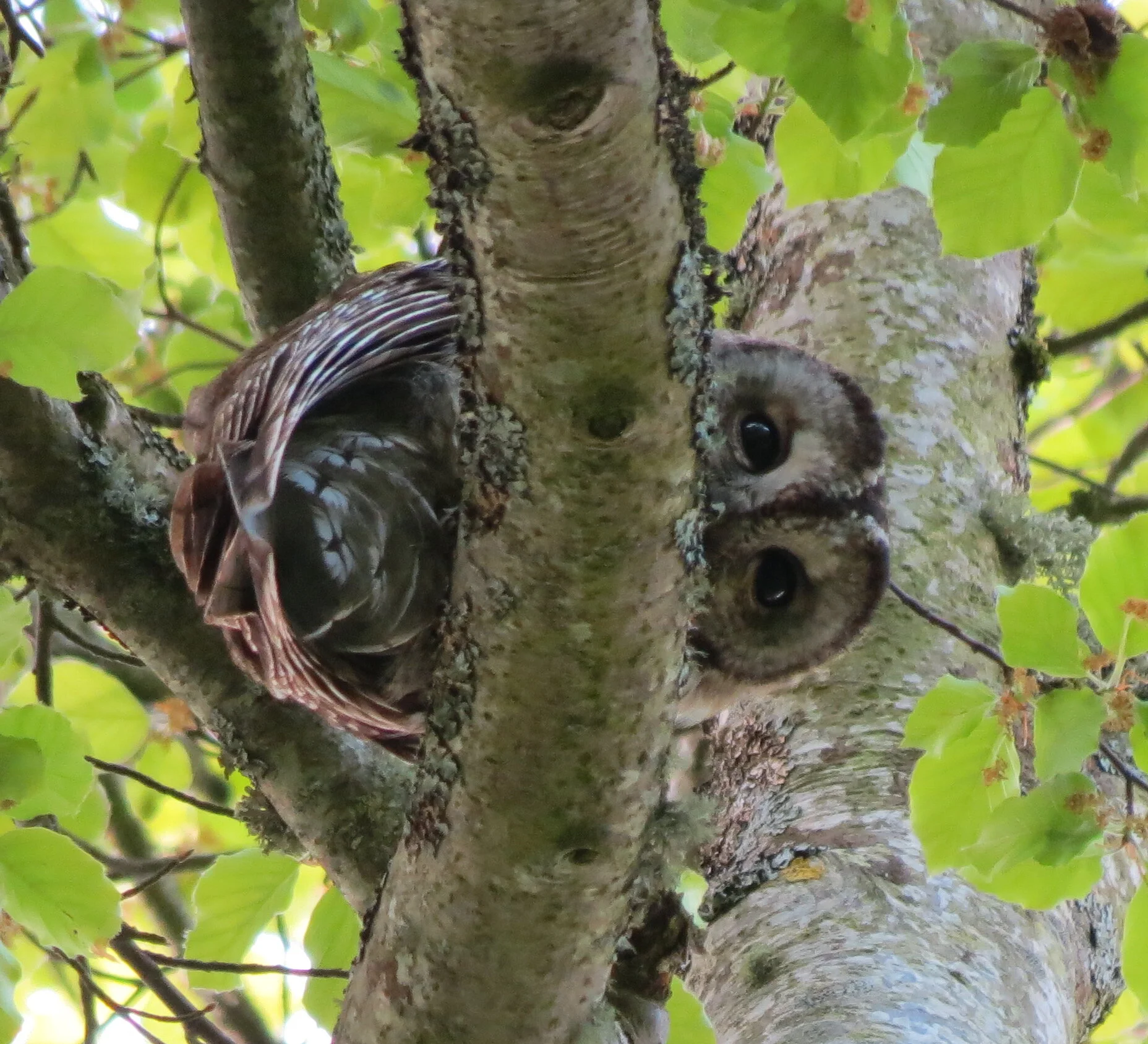 Understanding Bird Language webinar  