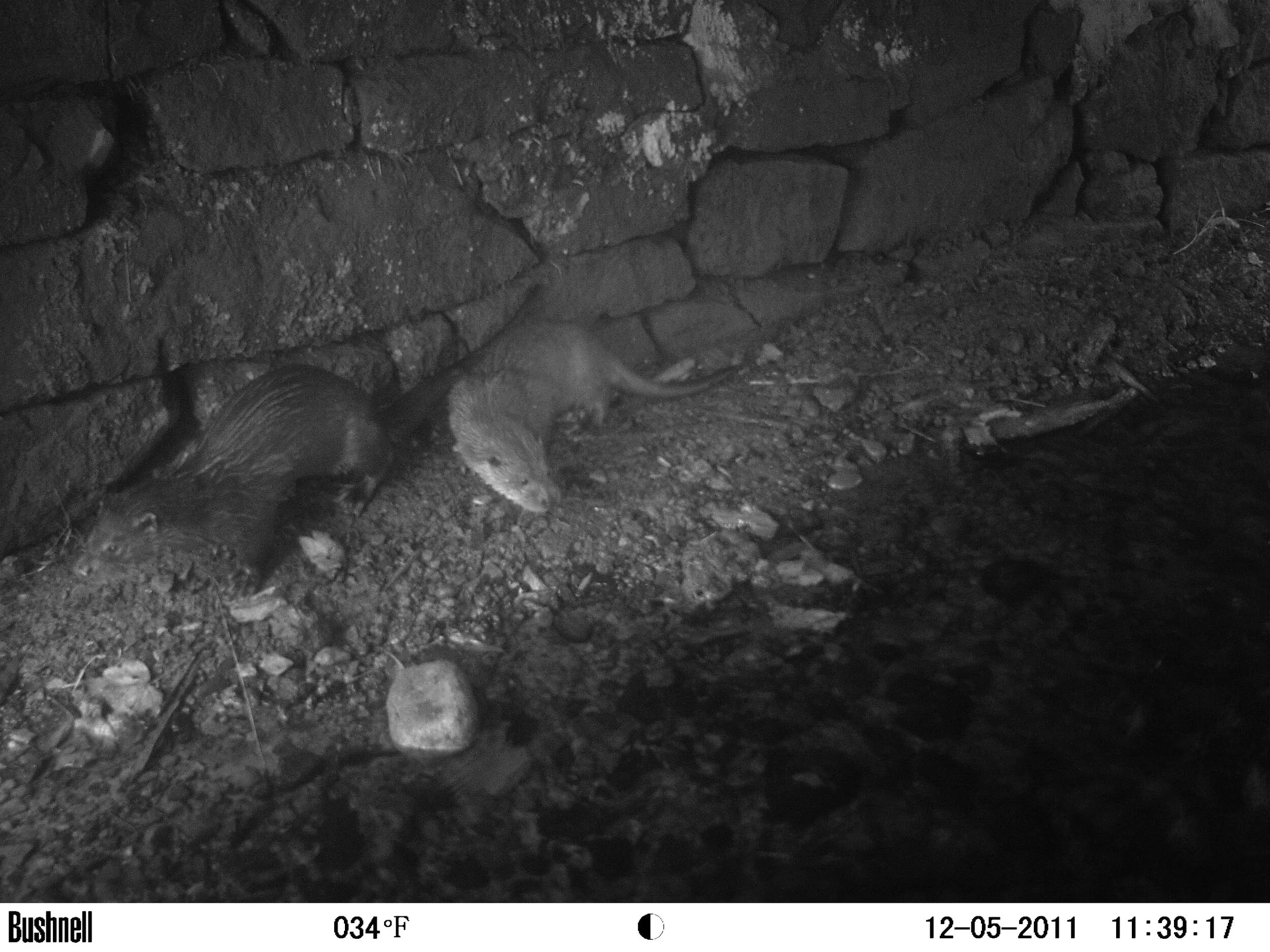 Otter Diary part 1