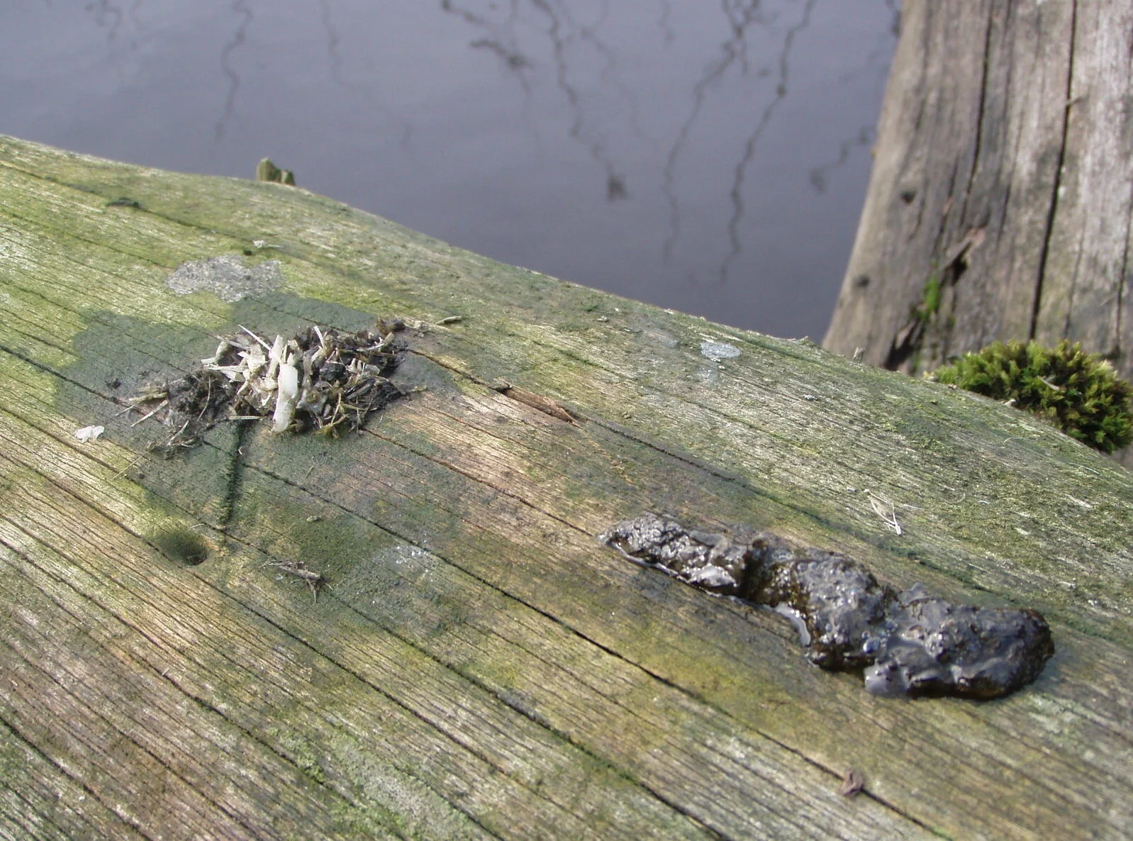 The freshest sprint is on the right. The tiny bubbles show that it’s very fresh. No steam visible, unfortunately.