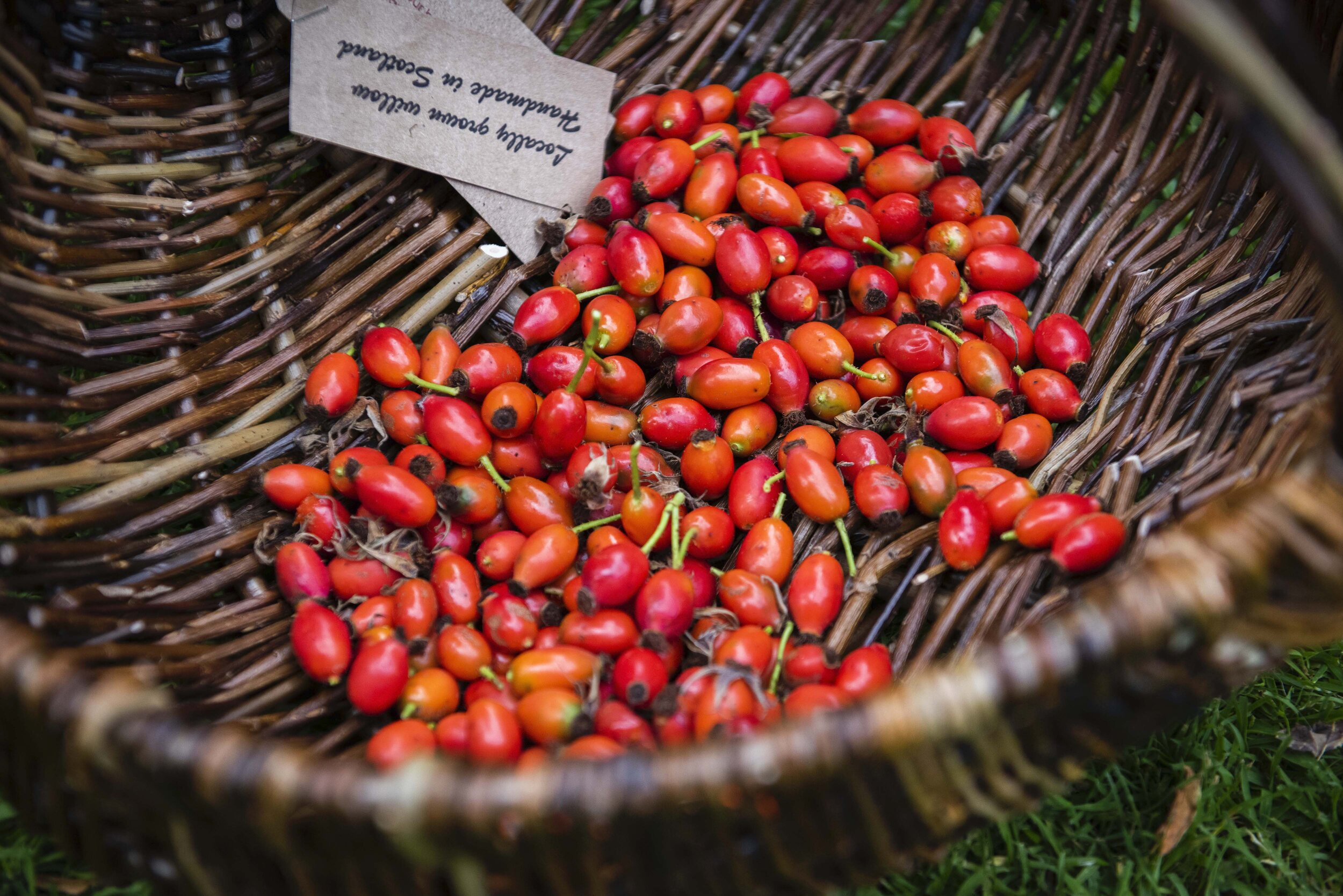 Autumn Foraging Webinar - University of the Highlands &amp; Islands