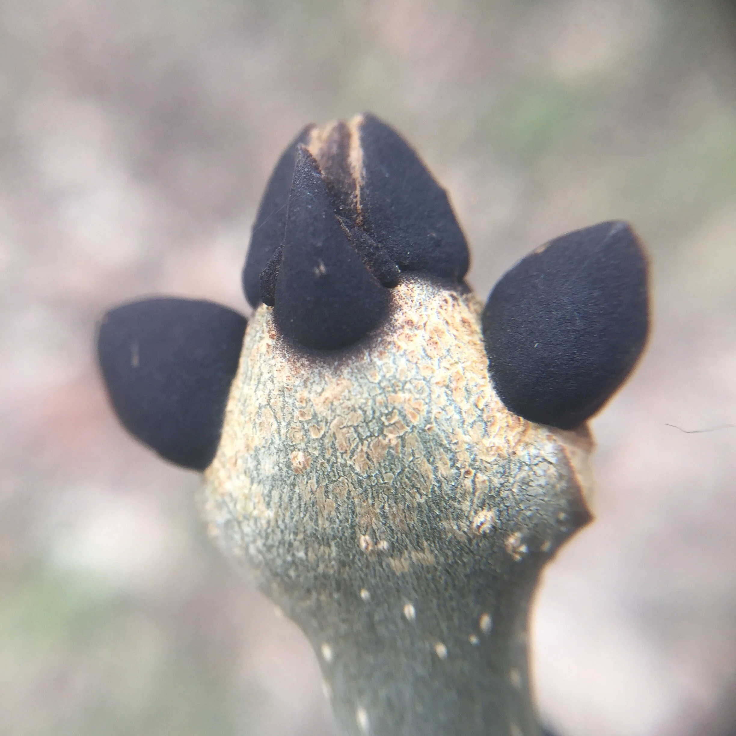 Winter Tree ID for outdoor educators