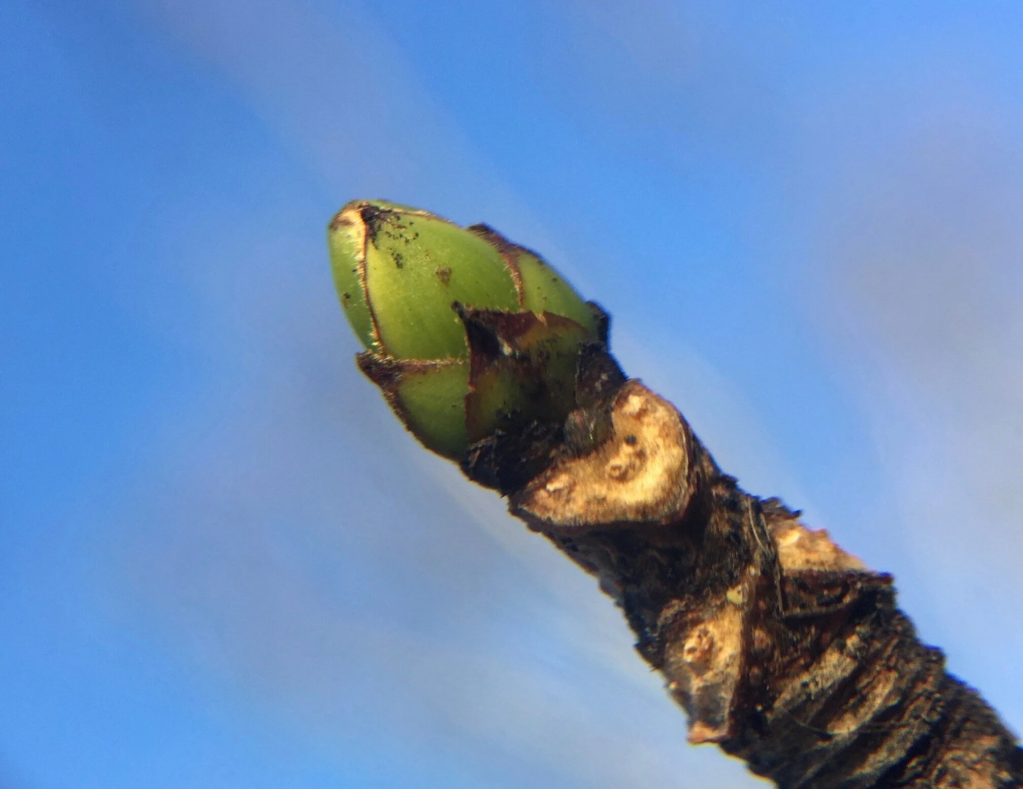 Winter Tree ID Webinar  