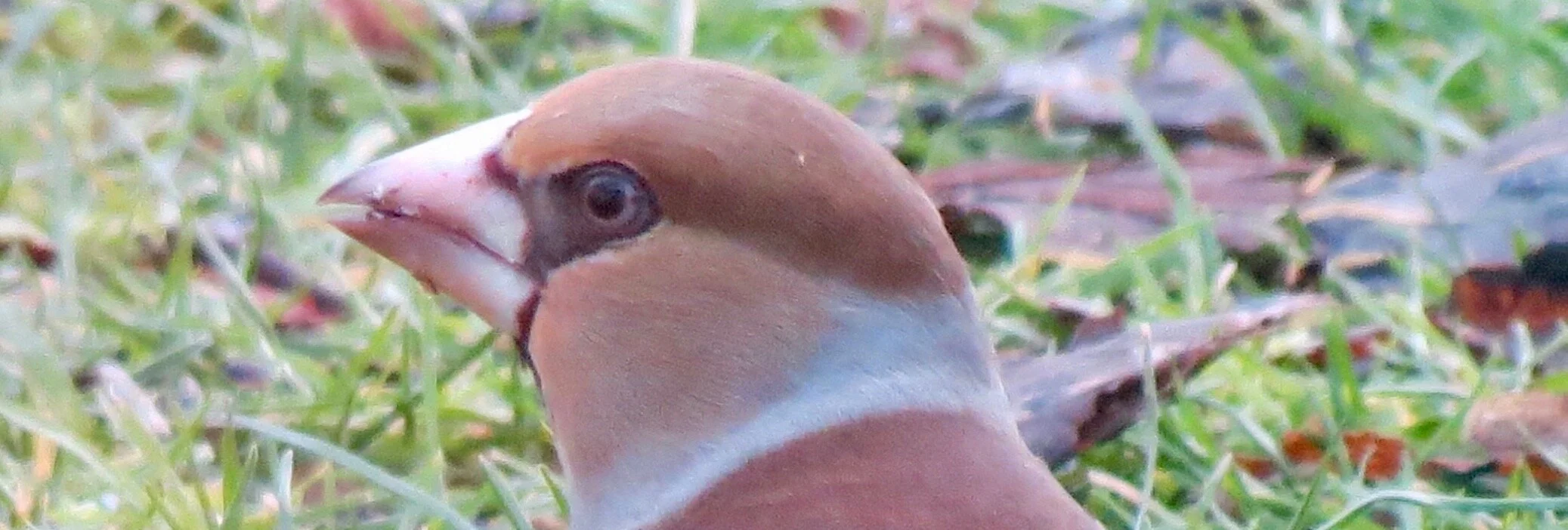 Encounters with a Hawfinch