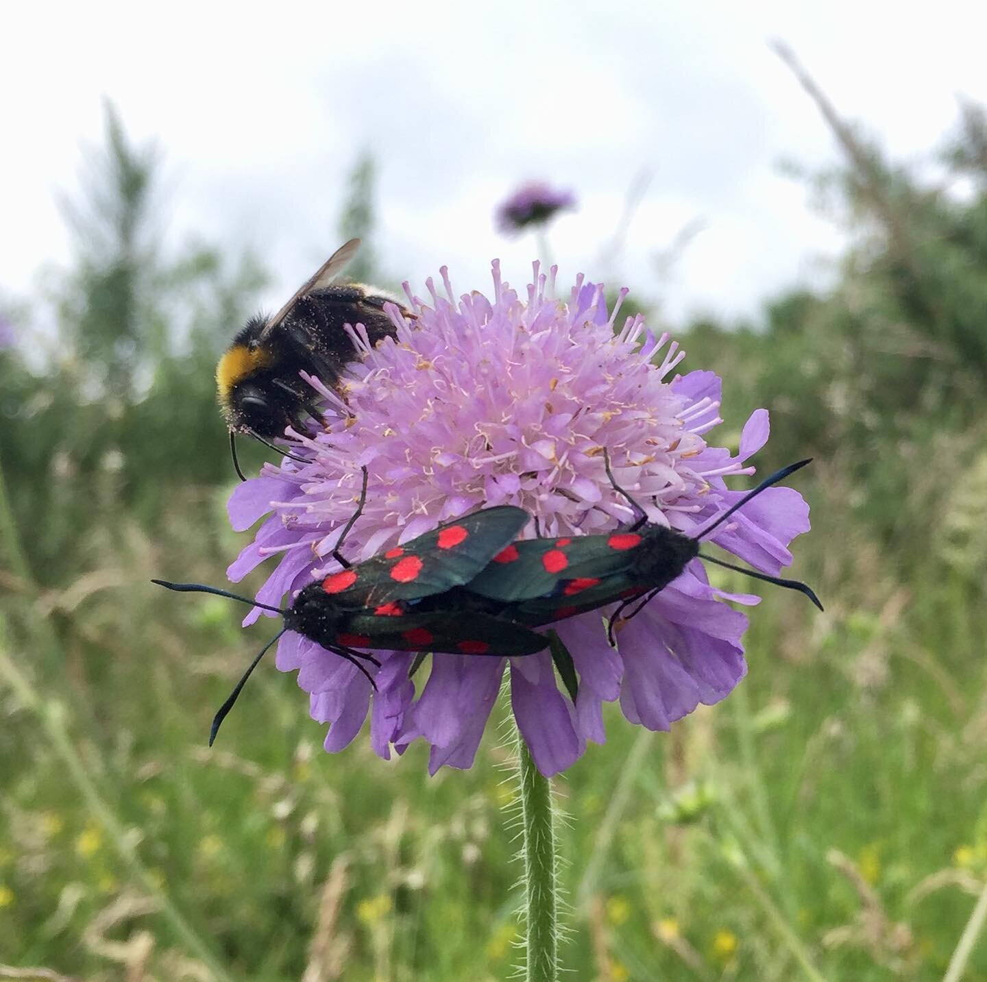 Six-spot burnet moths. Doing their thing on a field scabious. You can see these stunning insects in flower-rich areas on hot days.
These were in a a spot where I&rsquo;m running some Wild World of Birdsong events for the fantastic Edinburgh Science F