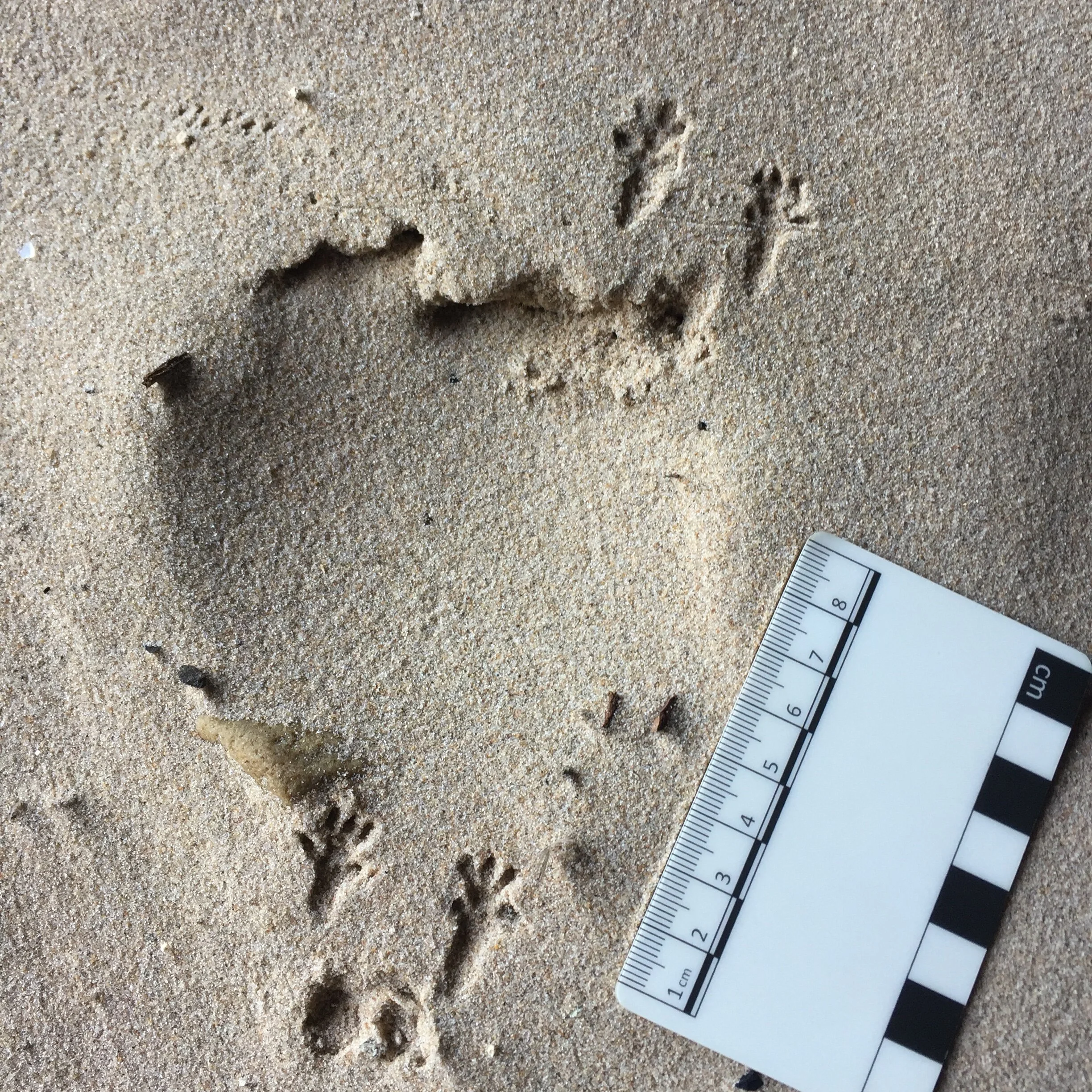 Animal Tracks and Signs Webinar with University of the Highlands and Islands