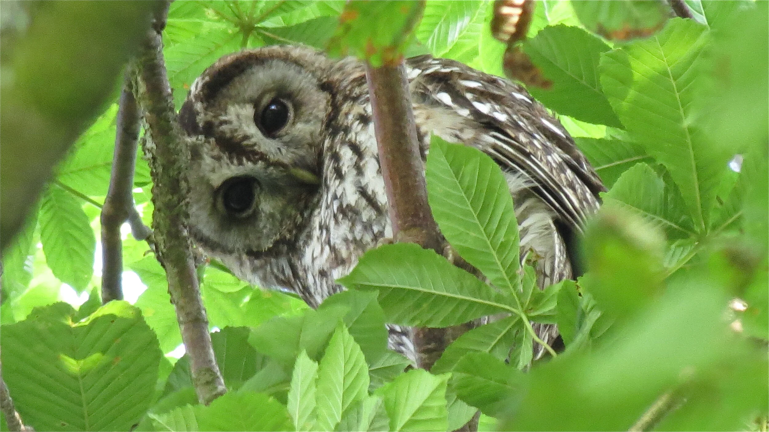 Wildlife Tracking &amp; Birdsong - Moray Walking &amp; Outdoor Festival 