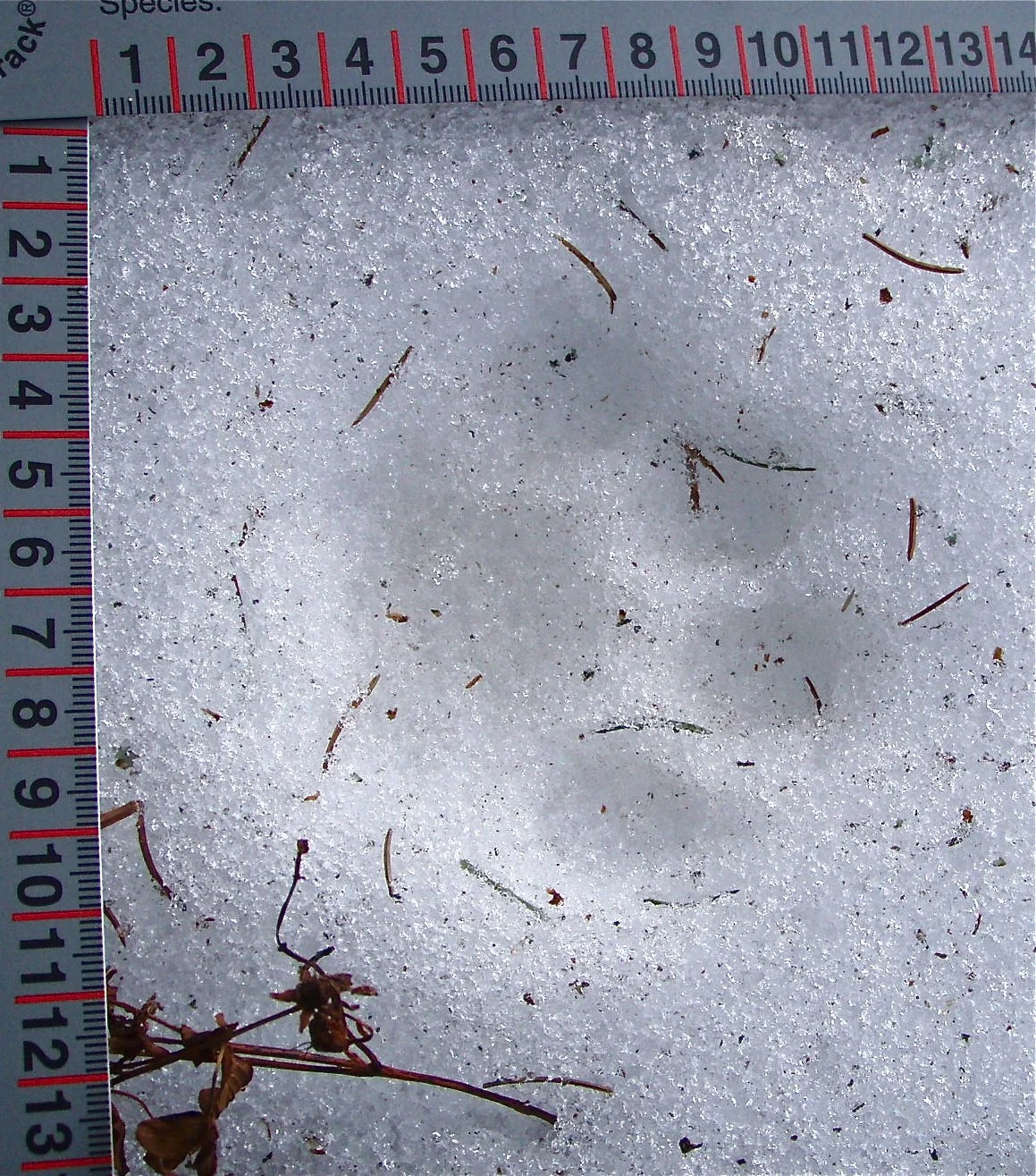 Bird and Mammal Tracking - Winter is Good Festival