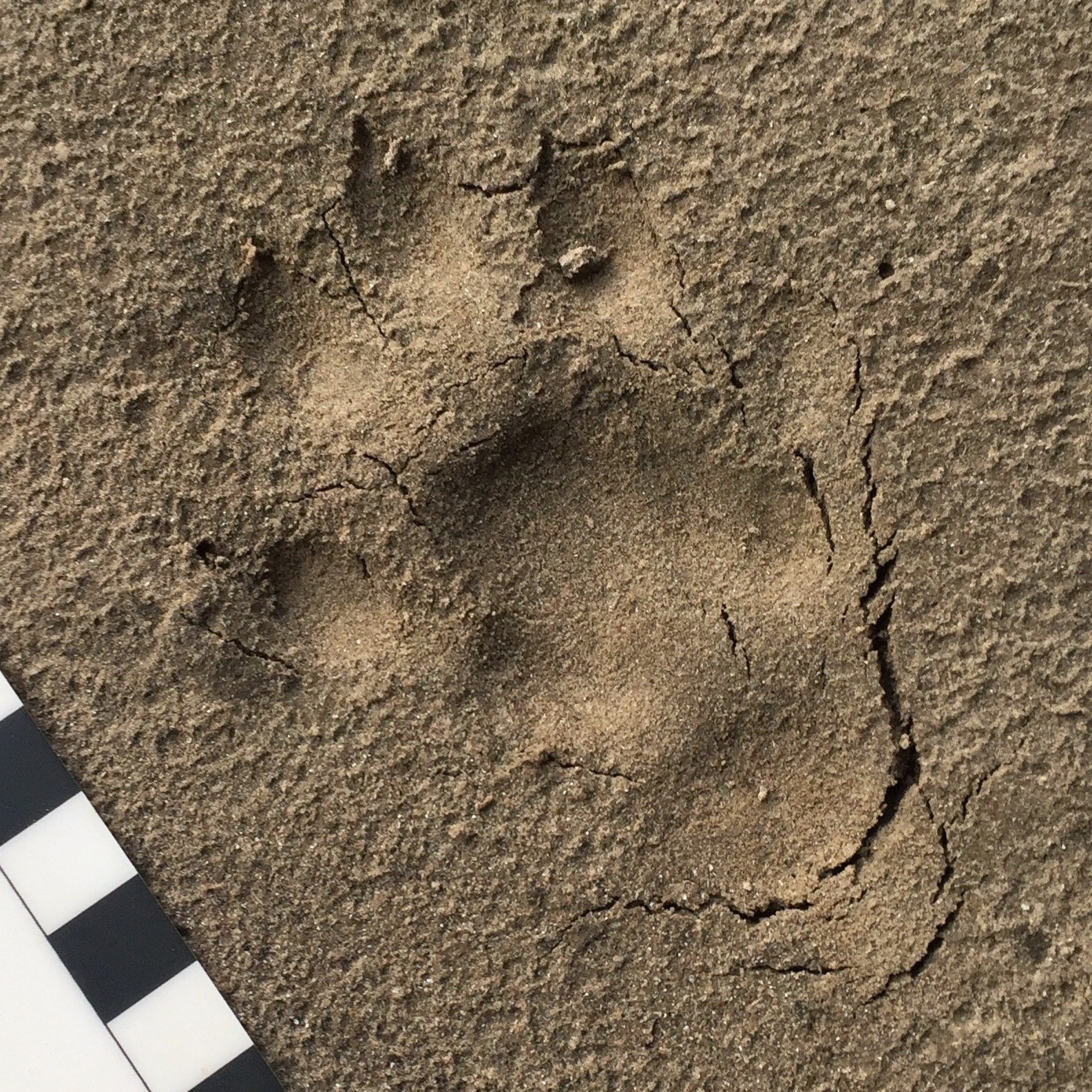 Wildlife Tracks and Signs: An Introduction - Field Studies Council