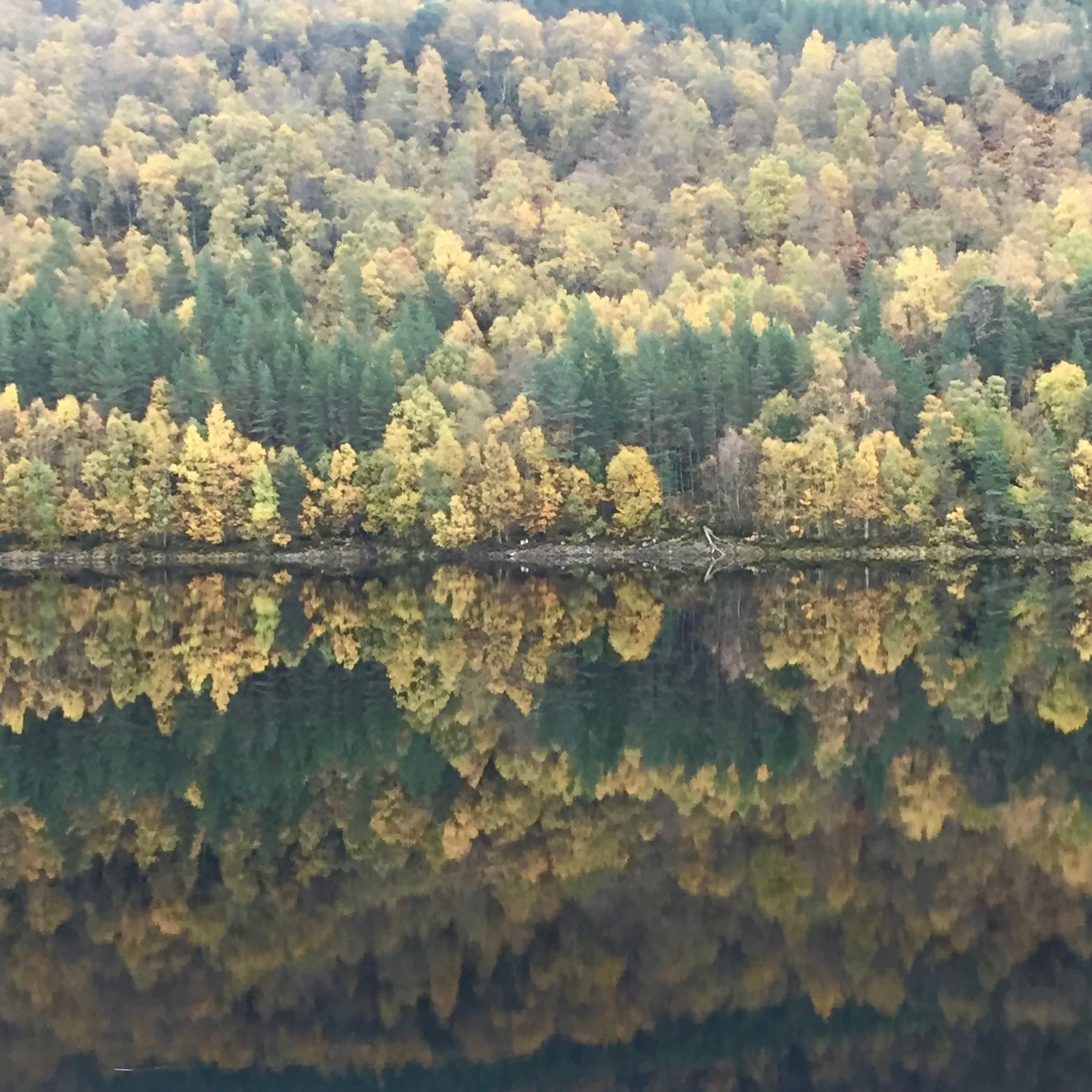 Walk for Wilding with Scotland: The Big Picture