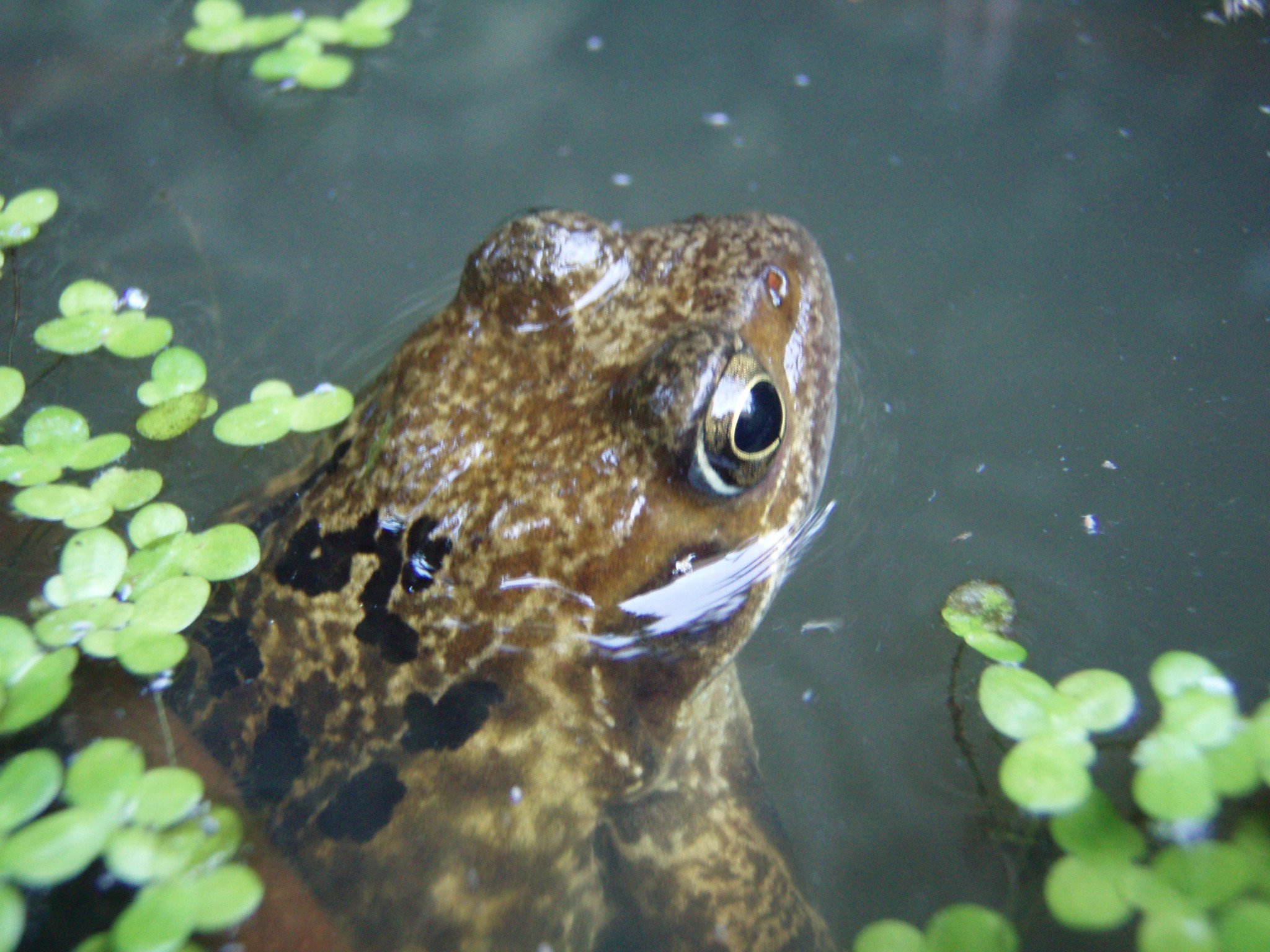 Nature Champions - RBGE Dawyck Botanic Gardens