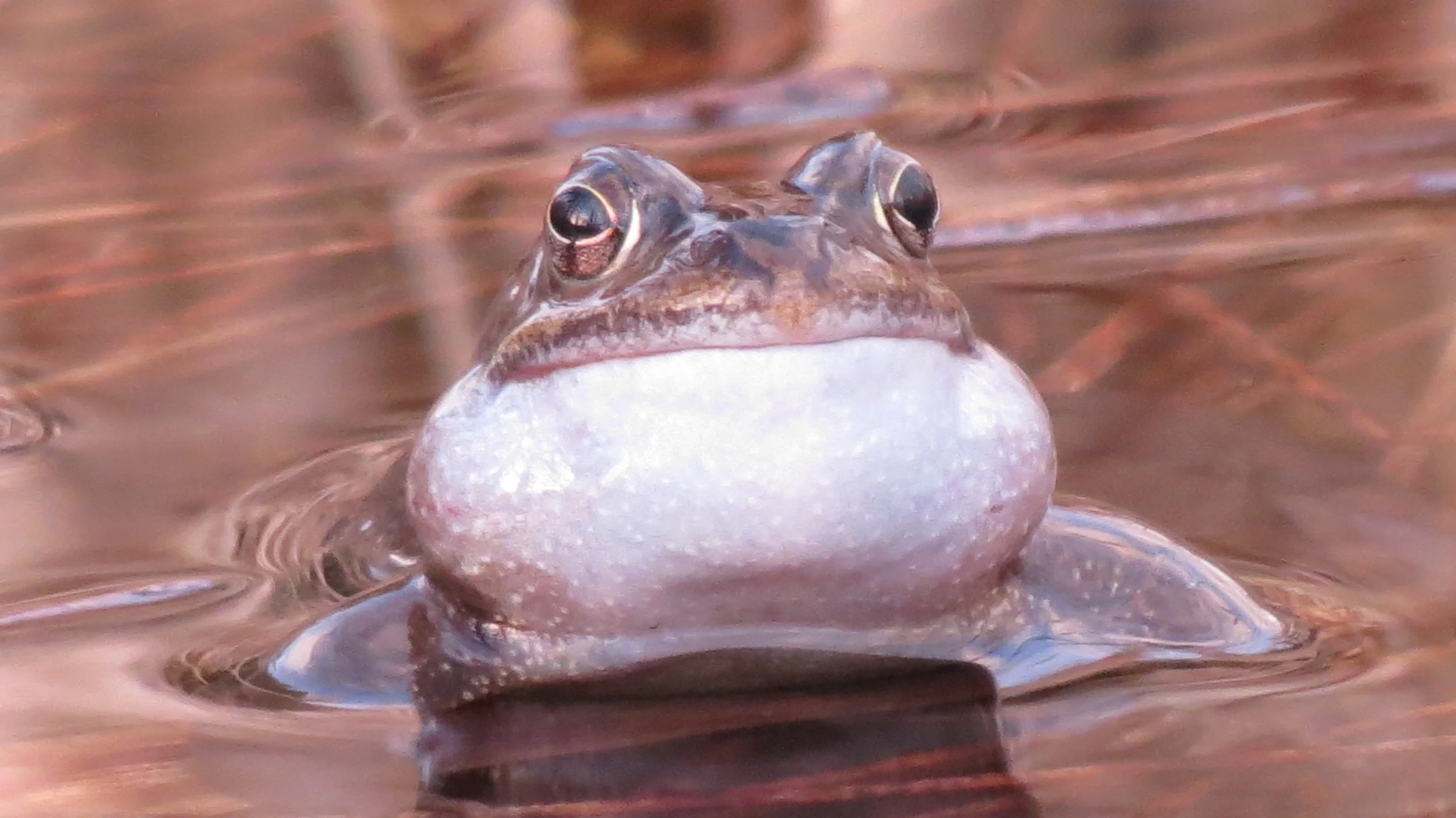 Nature Champions - RBGE Benmore Botanic Garden 