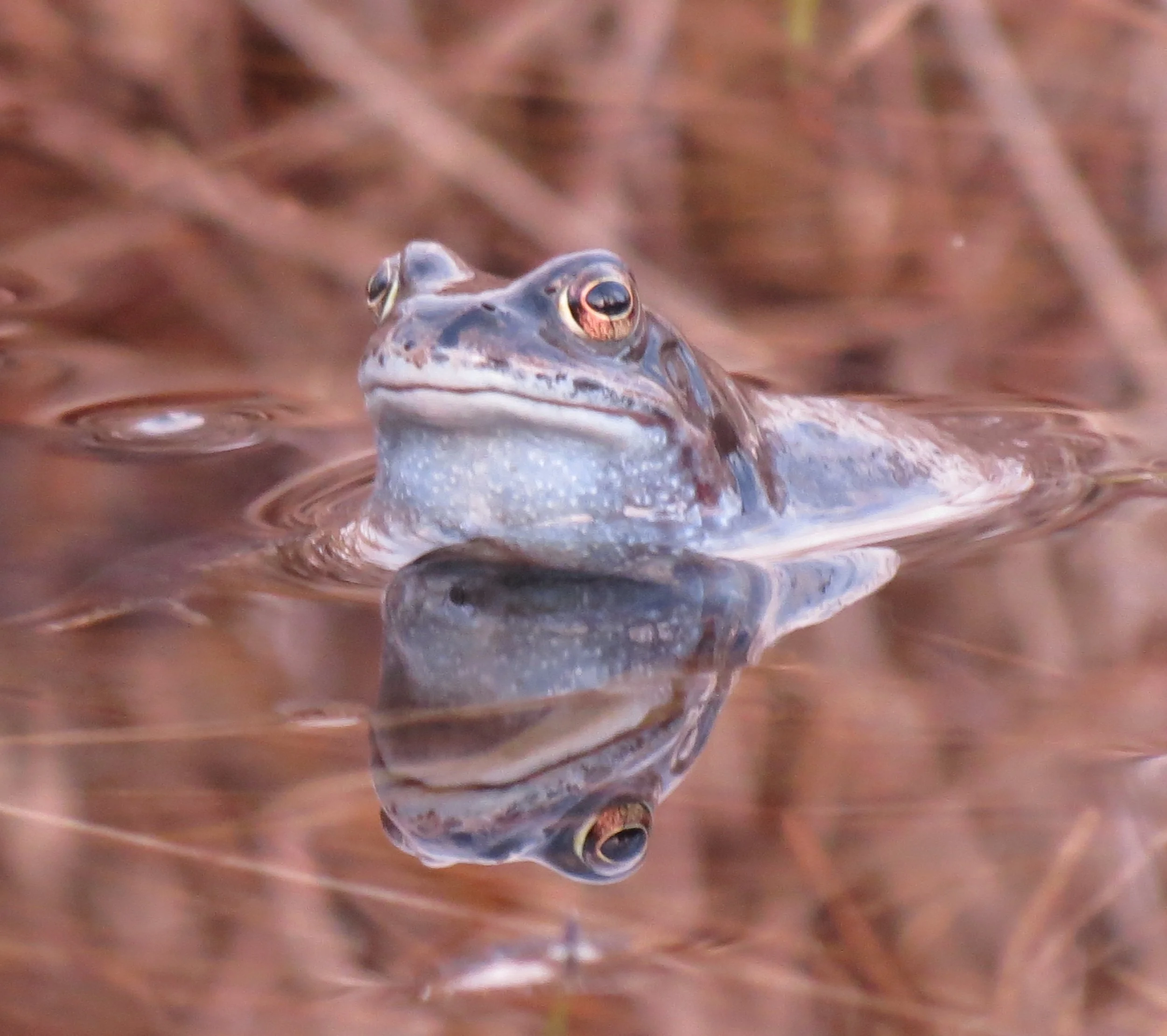 Nature Champions - RBGE  Logan Garden  