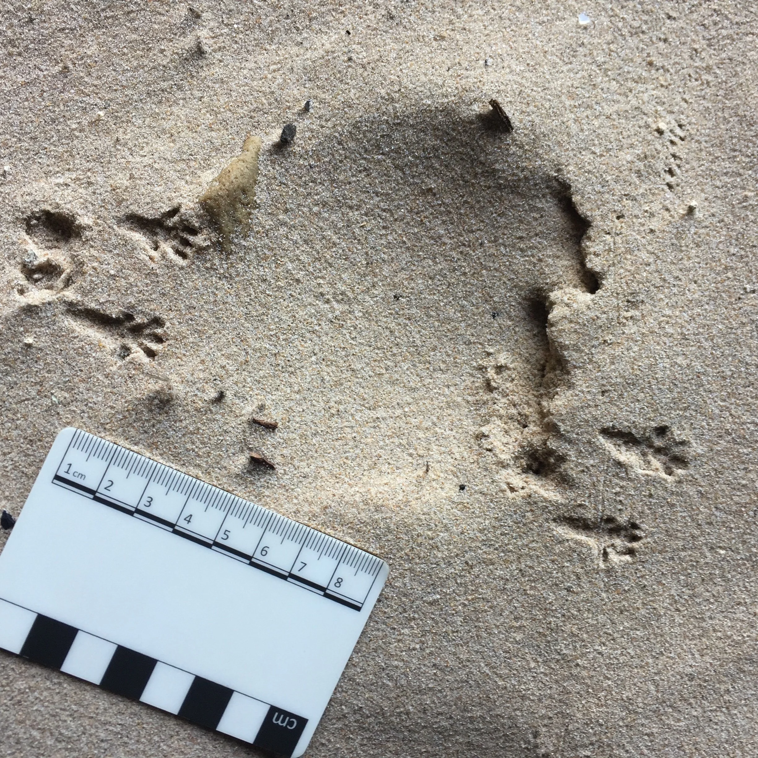 Coastal Wildife Tracking