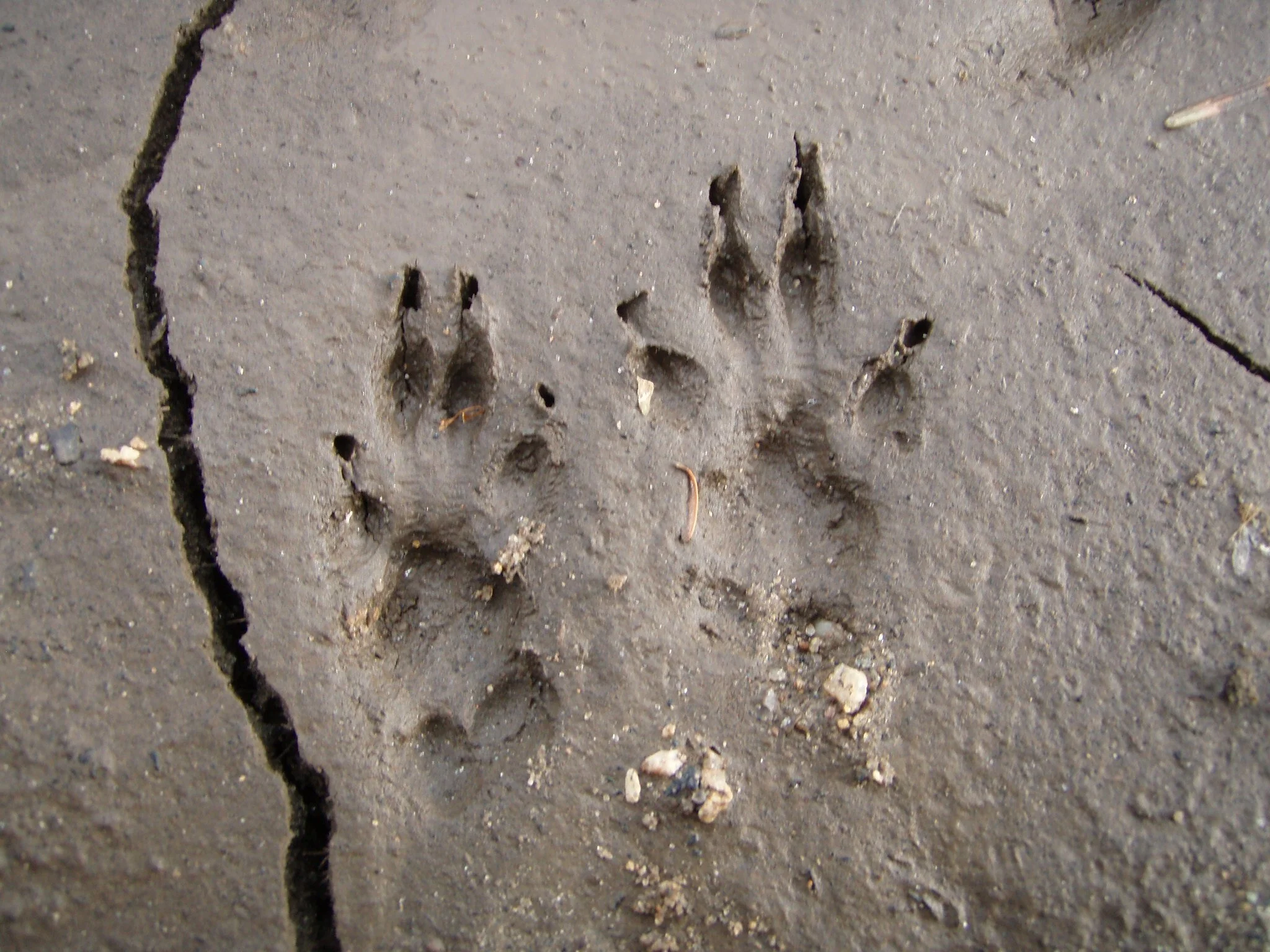 How to be a Nature Detective - Moray Walking &amp; Outdoor Festival