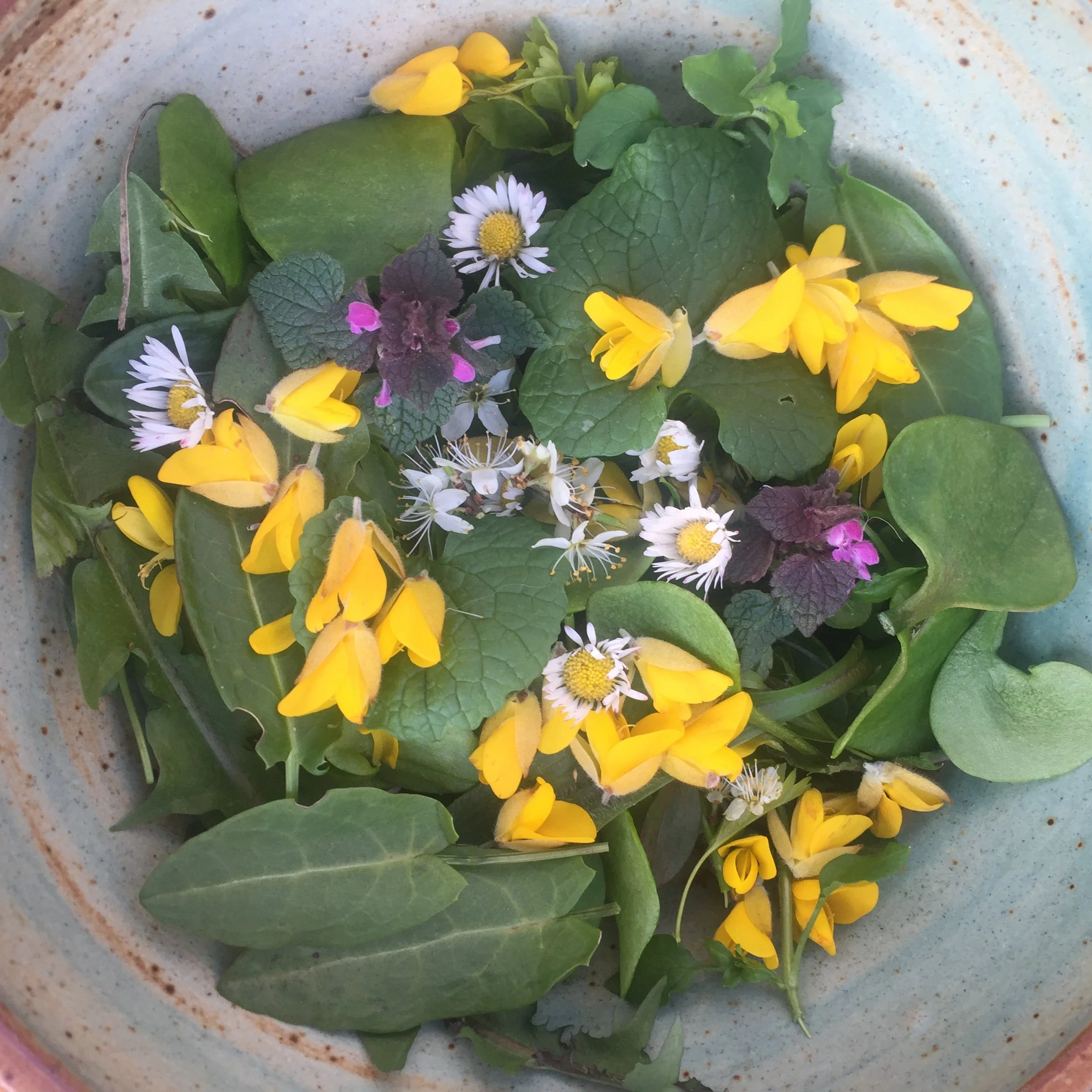 Spring Foraging at Aden Country Park