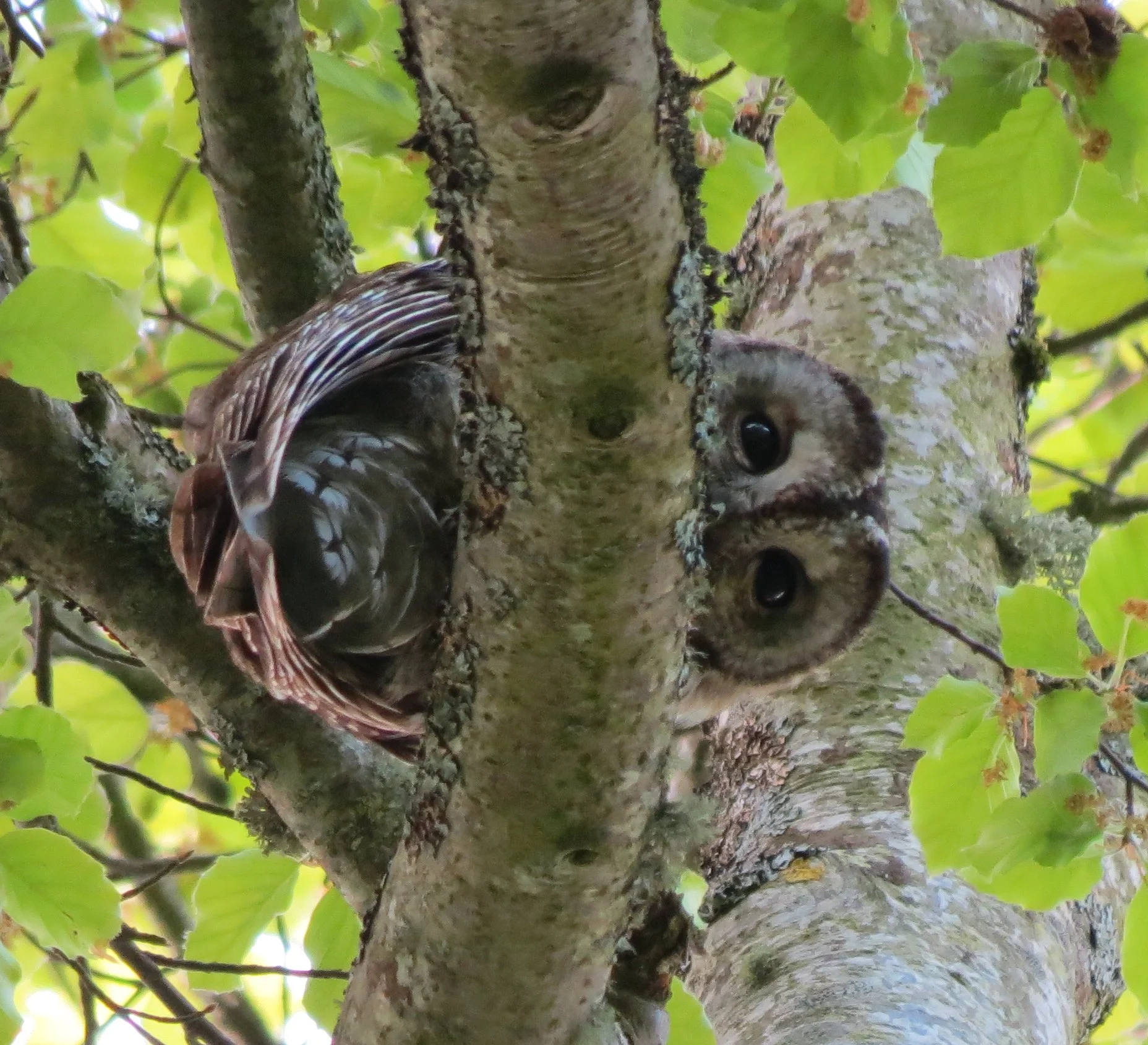 Ecological Homecoming (12 month online course) 