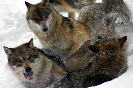 White Wilderness - Wolf and Lynx Tracking in Slovakia