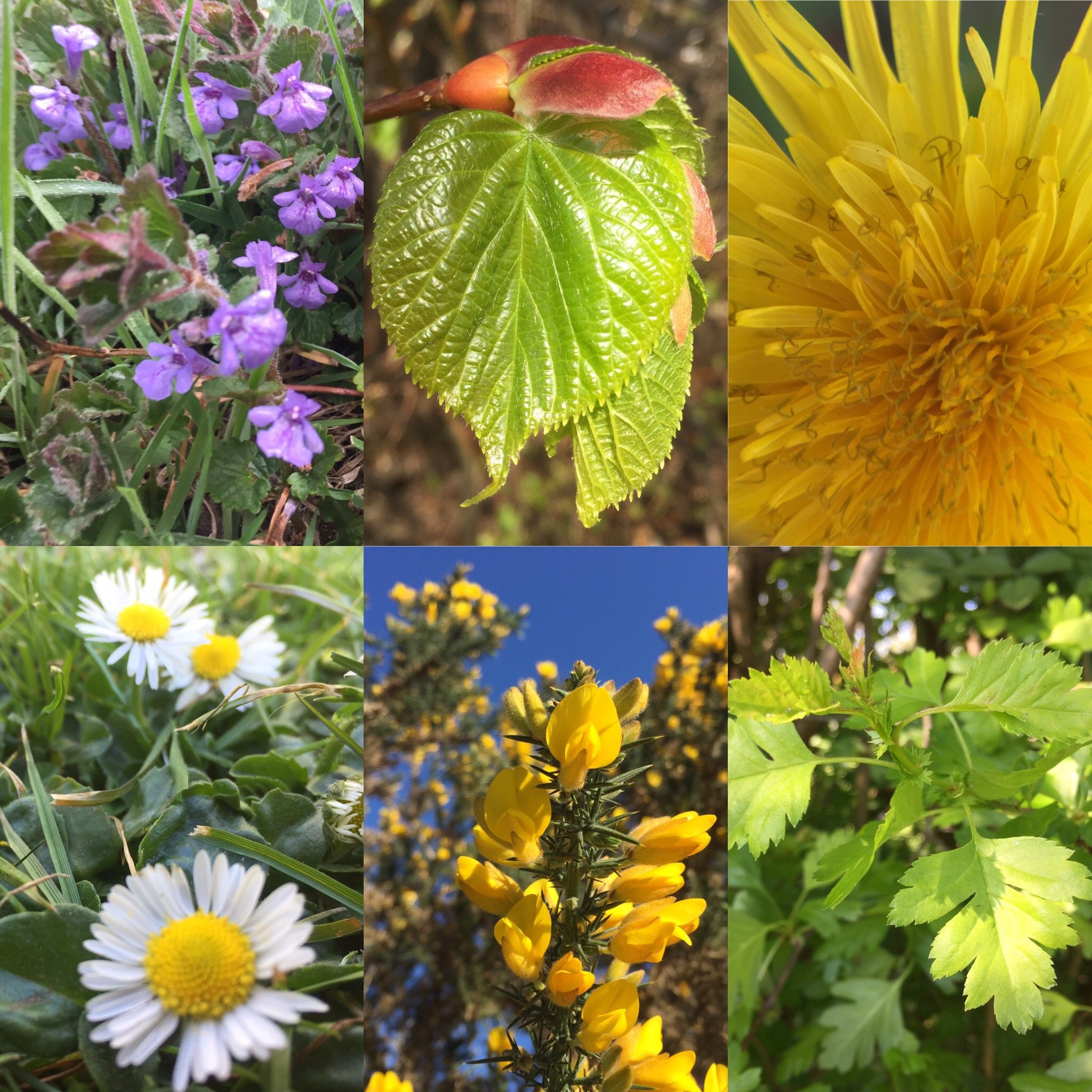 Summer Foraging with Grantown Museum