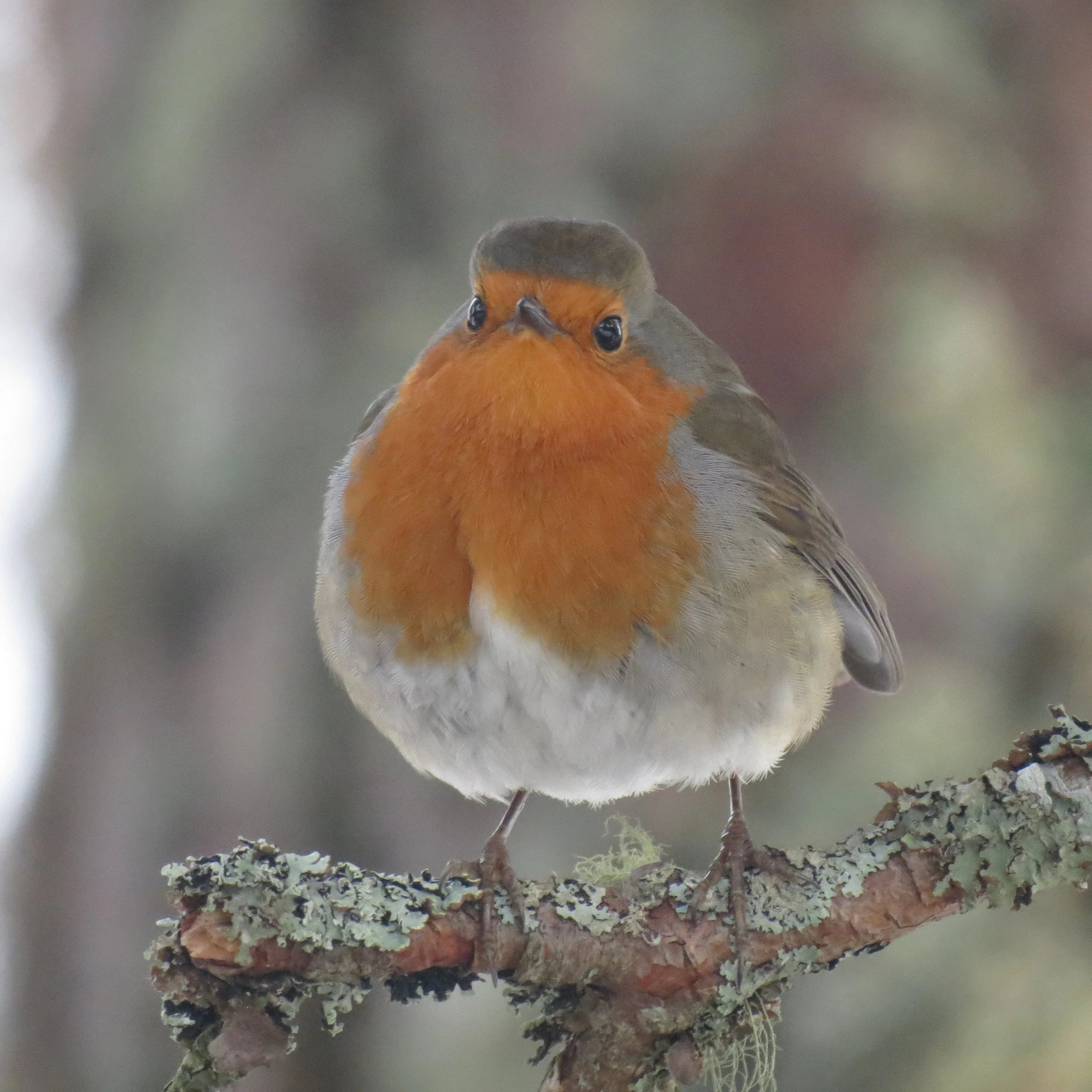 How to Learn Birdsong