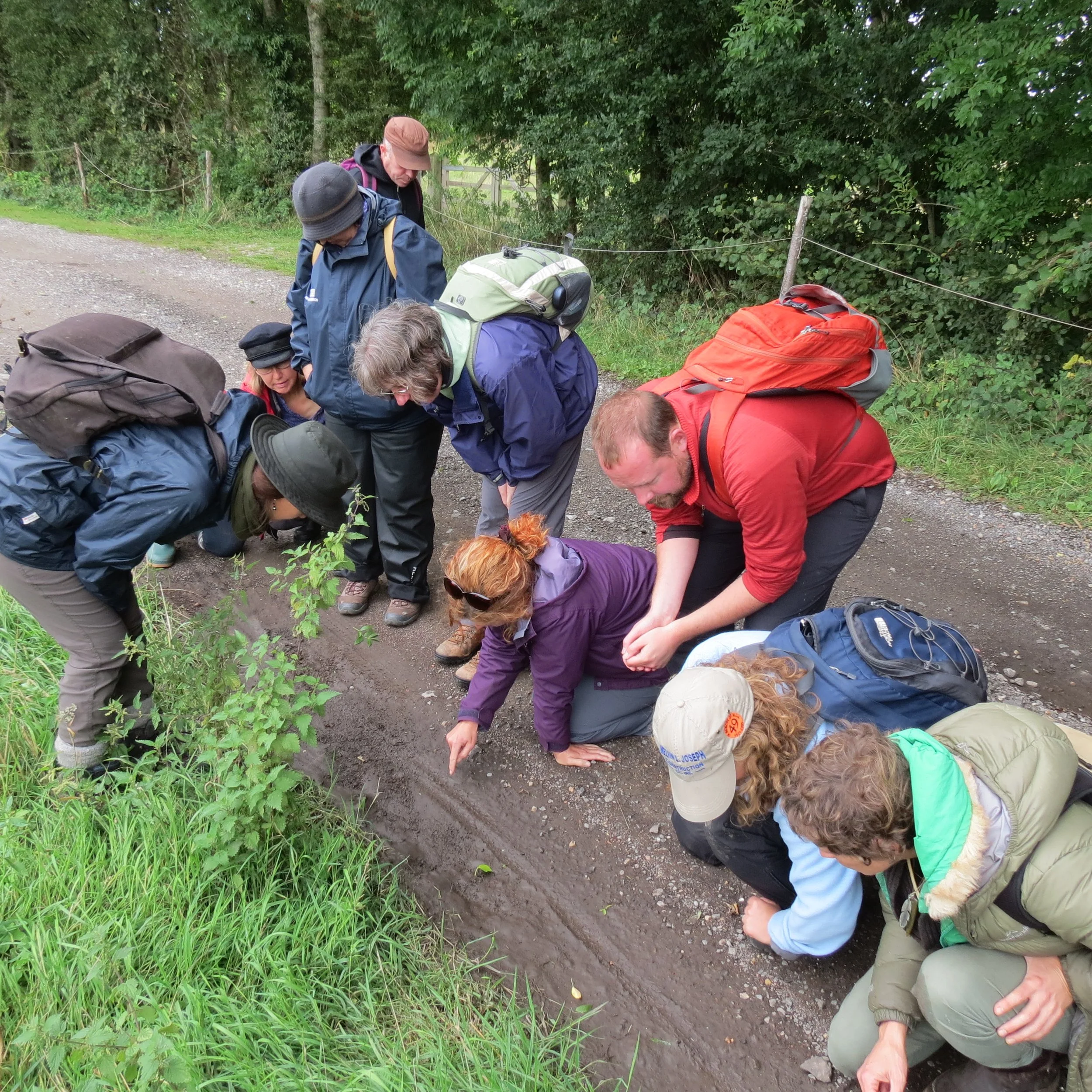 Wildlife Tracks and Signs
