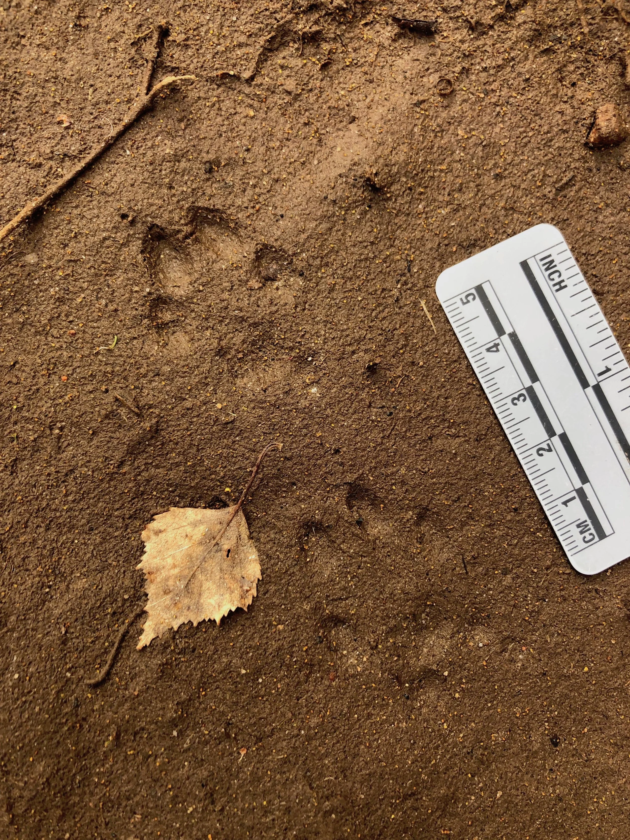 Tracks and Signs with Dan Puplett - Beinn Eighe NNR