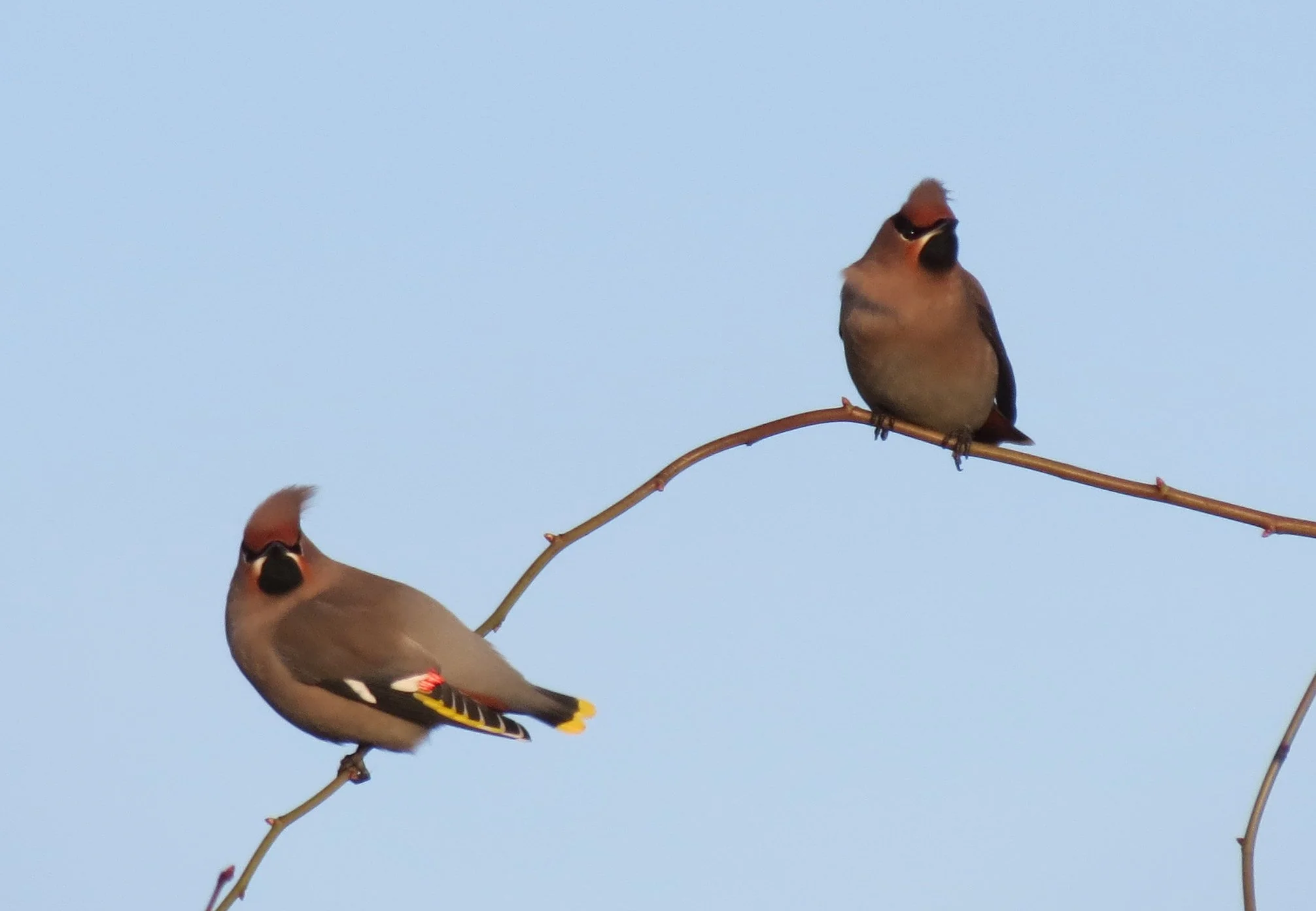 Bird Migration Gathering