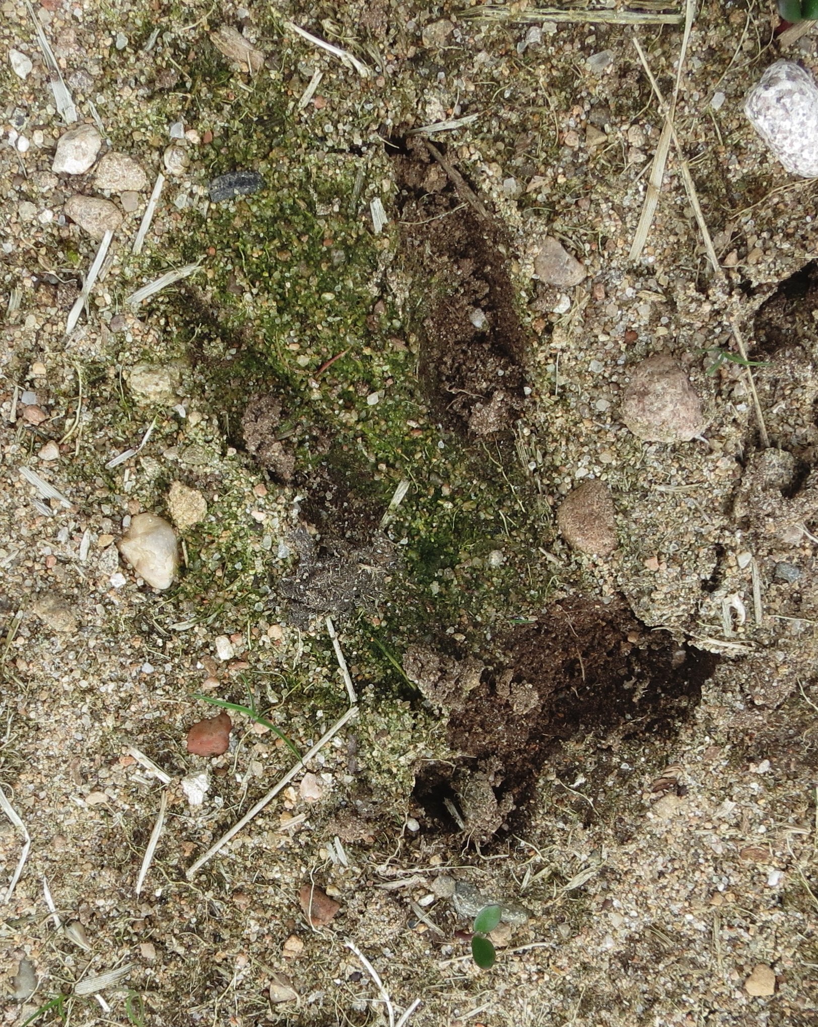  Trailing Evaluation - CyberTracker Certification    