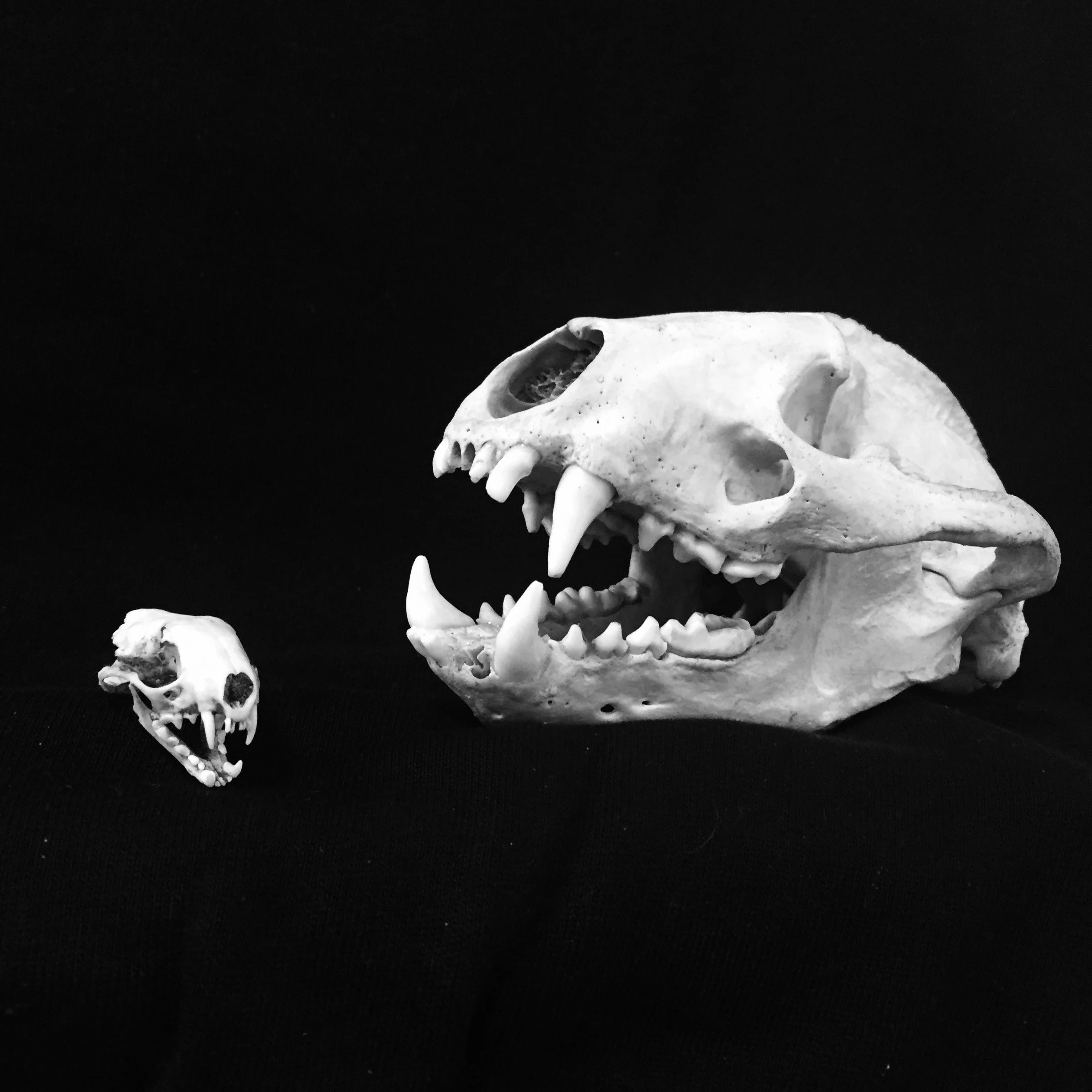 Skulls &amp; Bones at Dundreggan Rewildling Centre