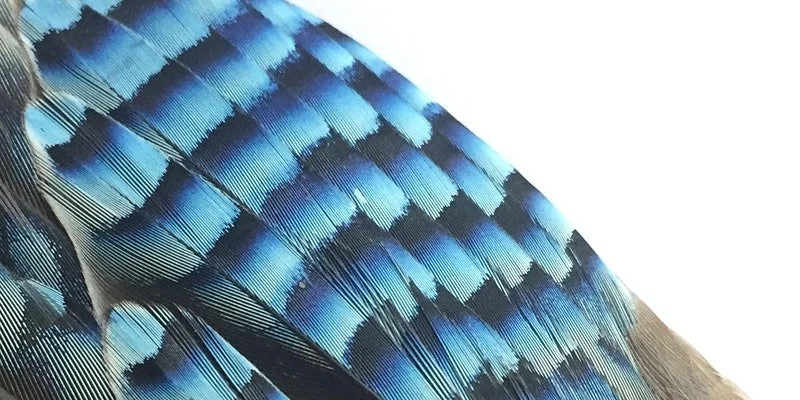 Fascinating Feathers at Dundreggan Rewilding Centre