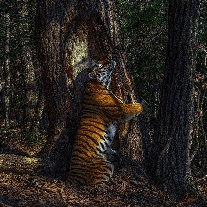 #siberiantigress winner of @nhm_wpy #arteverywhere #naturephotography _ 👏👏👏👏 to #sergeygorshkov