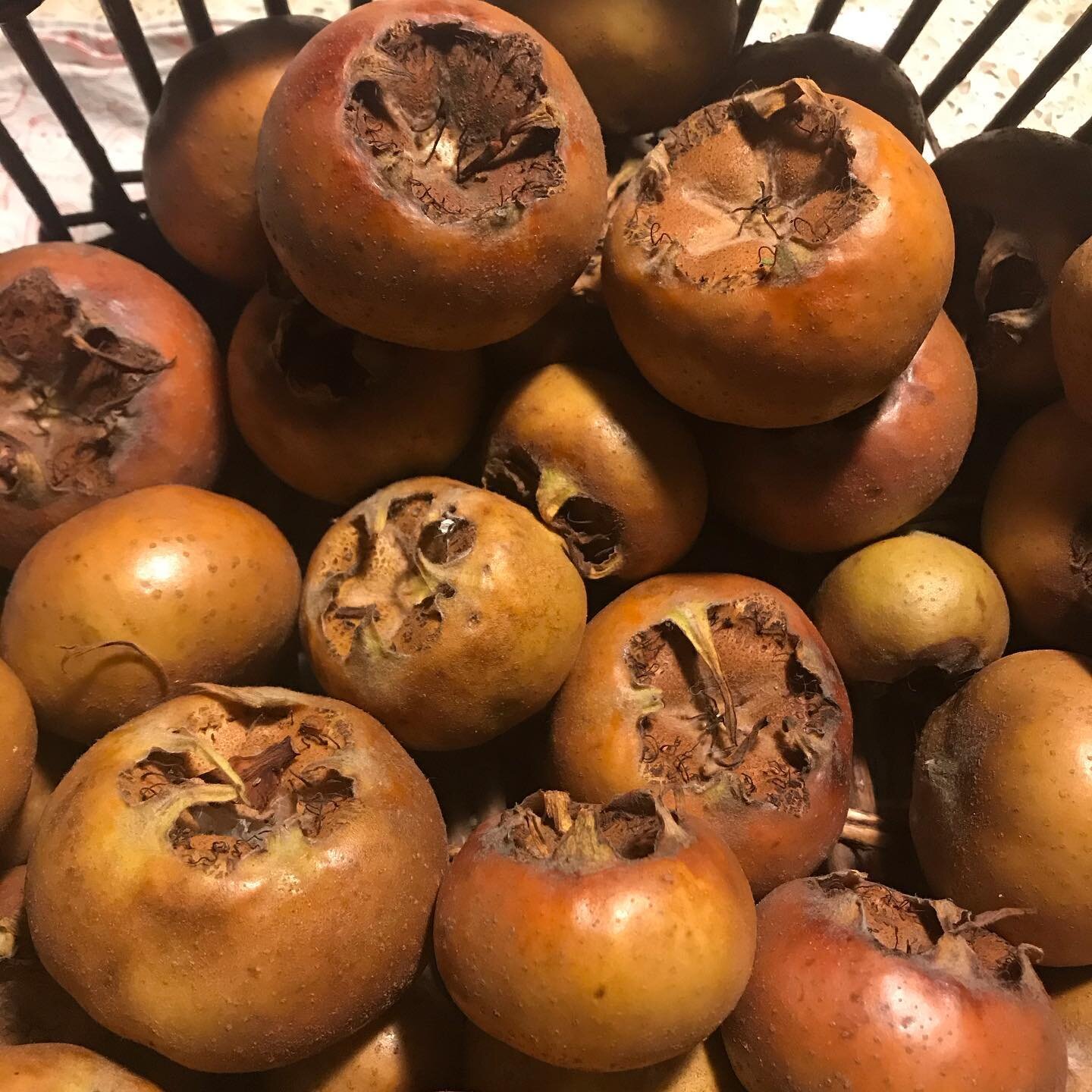 #medlars#stilllife #arteverywhere #artnature