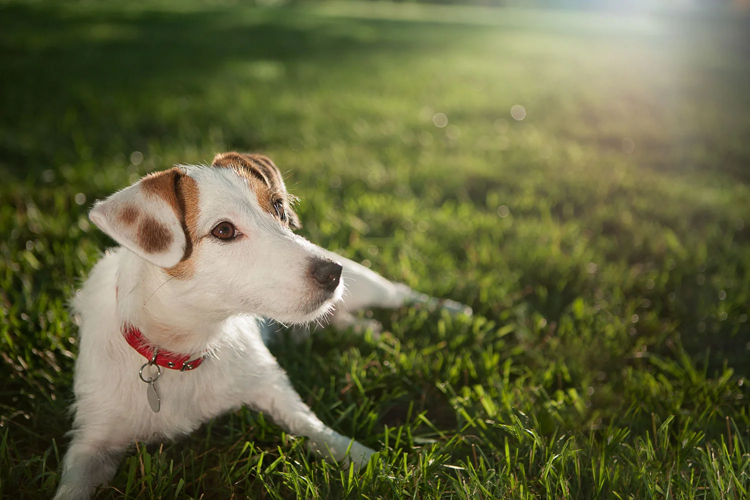 AWStudio_Elanco_pets_003.jpg