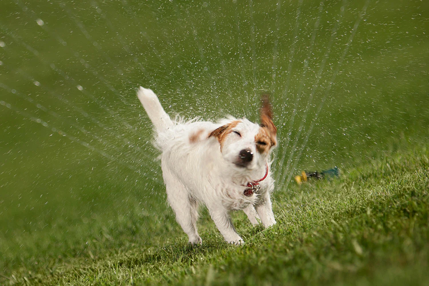 AWStudio_Elanco_pets_005.jpg