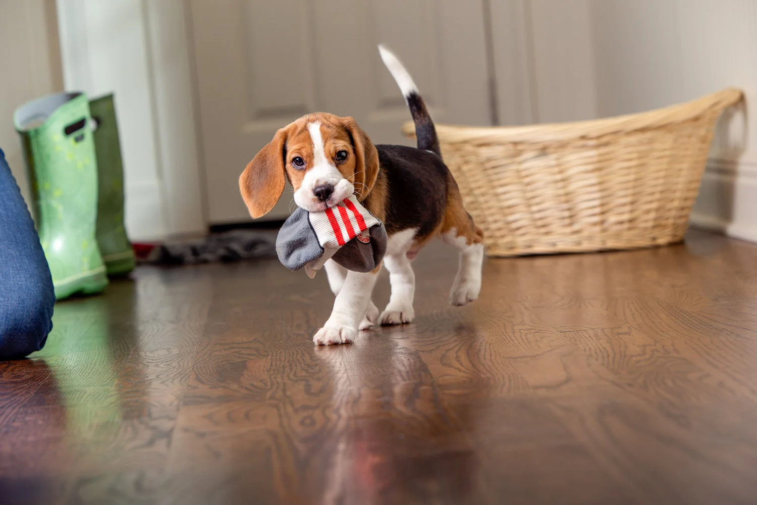 AWStudio_Elanco_pets_014.jpg
