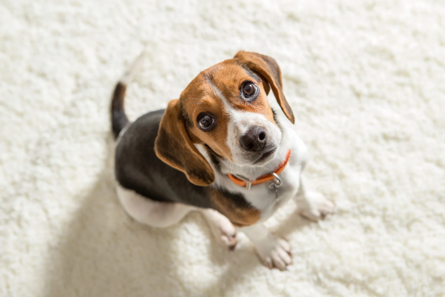 AWStudio_Elanco_pets_016.jpg